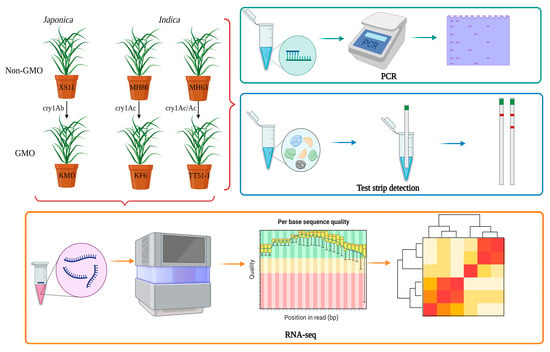 Utilization of Bacillus thuringiensis in Genetically Modified Crops -  microbewiki