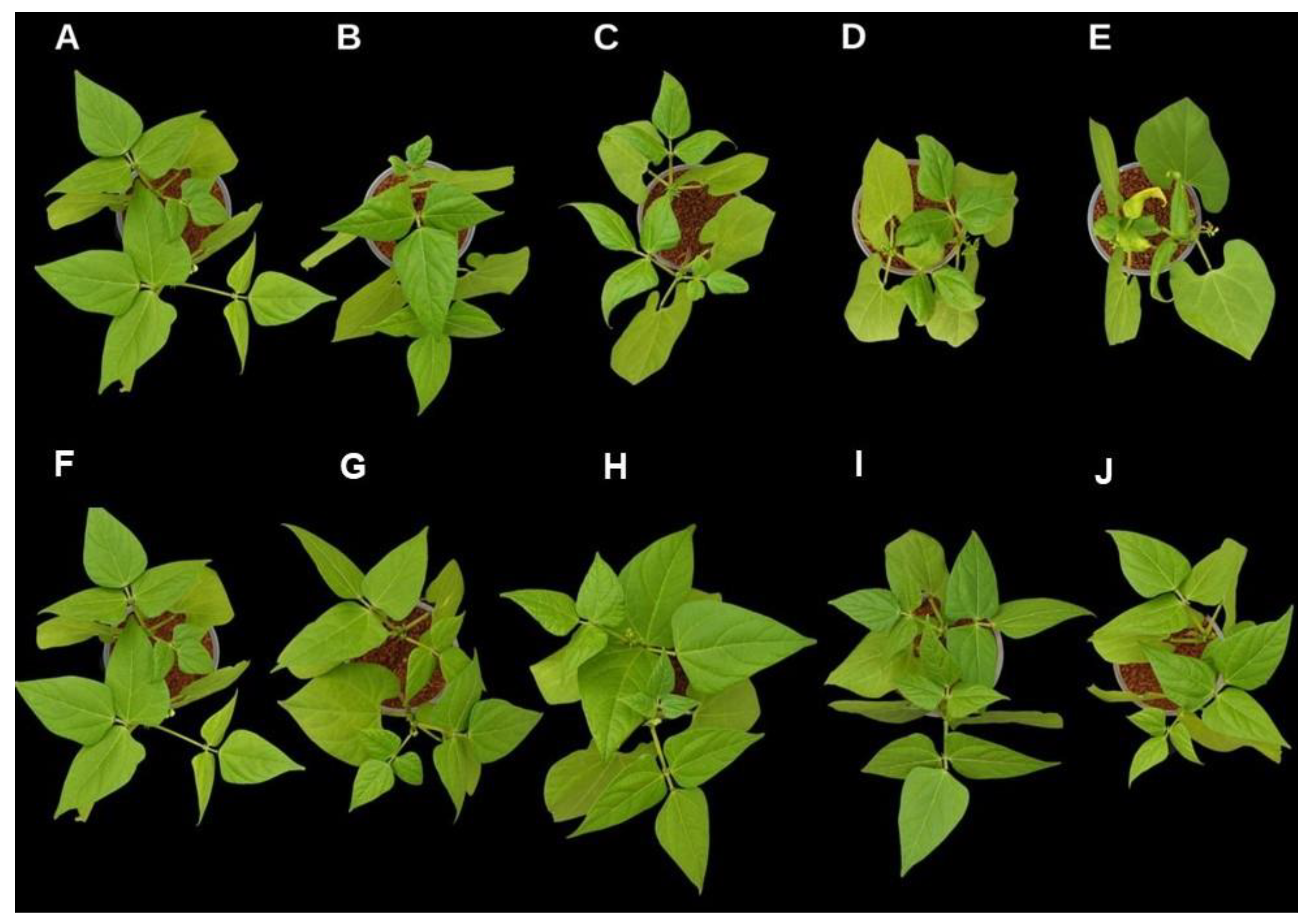 Processes 11 03244 g011 Processes 11 03244 g011