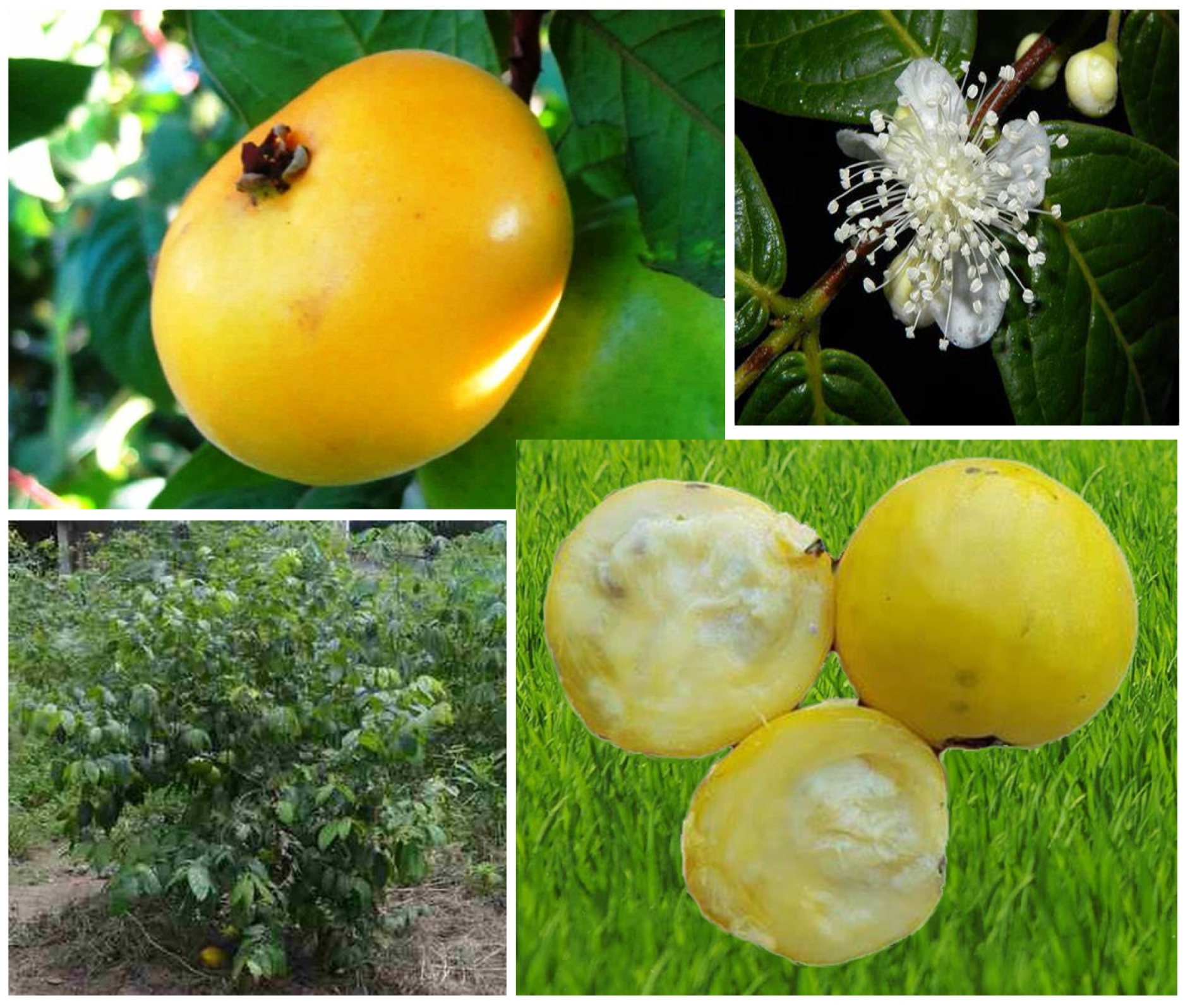 Processes 12 00073 g001