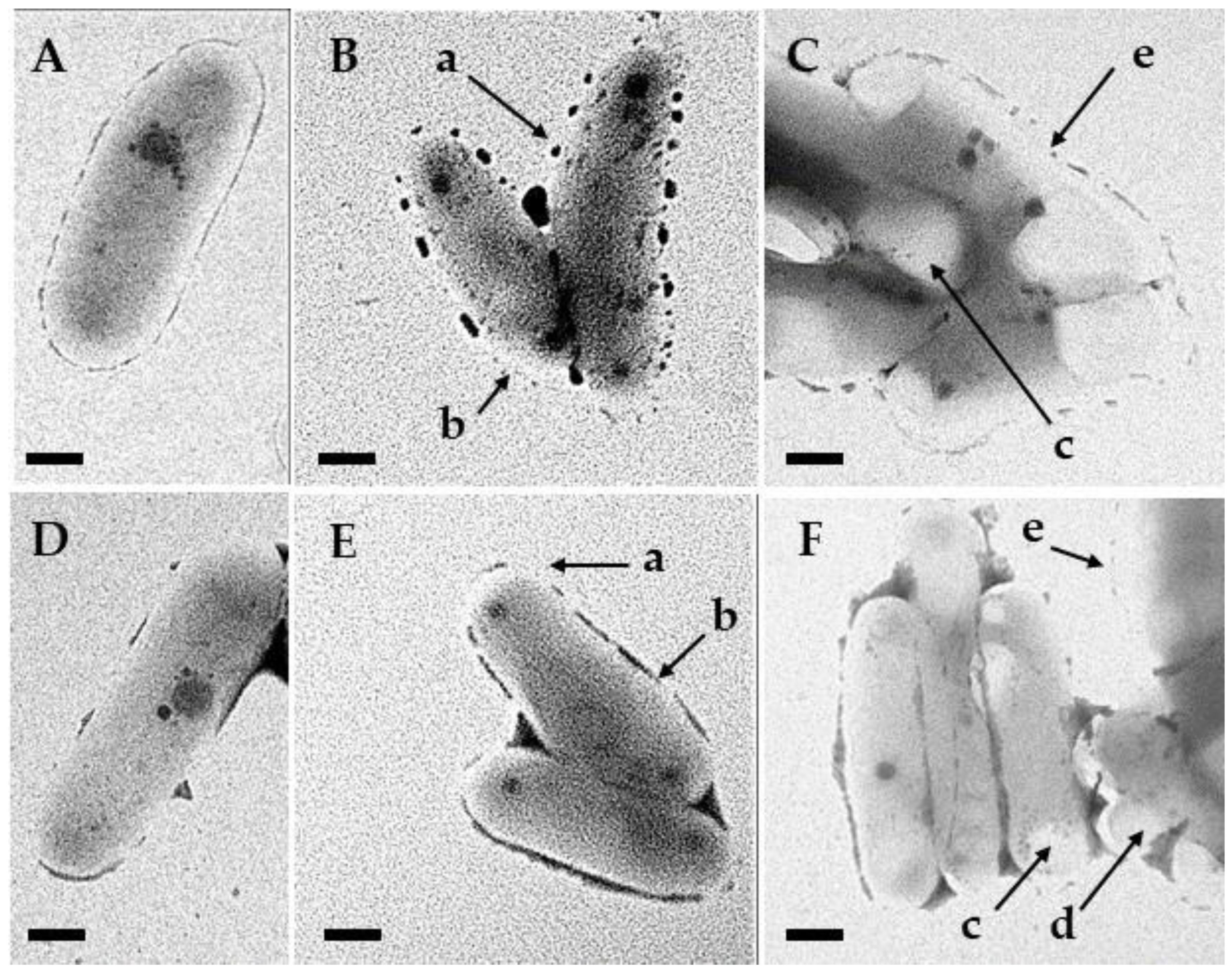 Processes 12 00111 g005 Processes 12 00111 g005