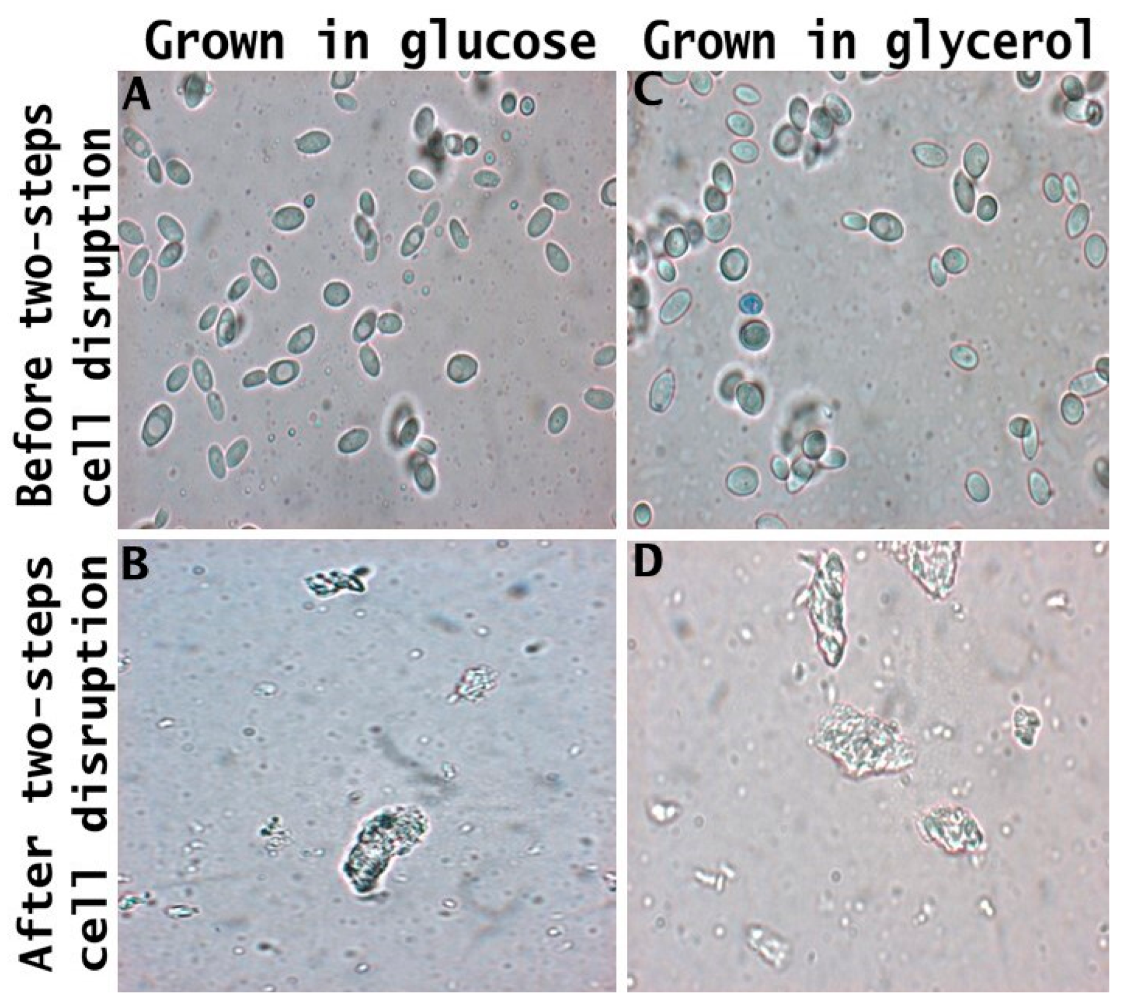 Processes 12 01132 g006
