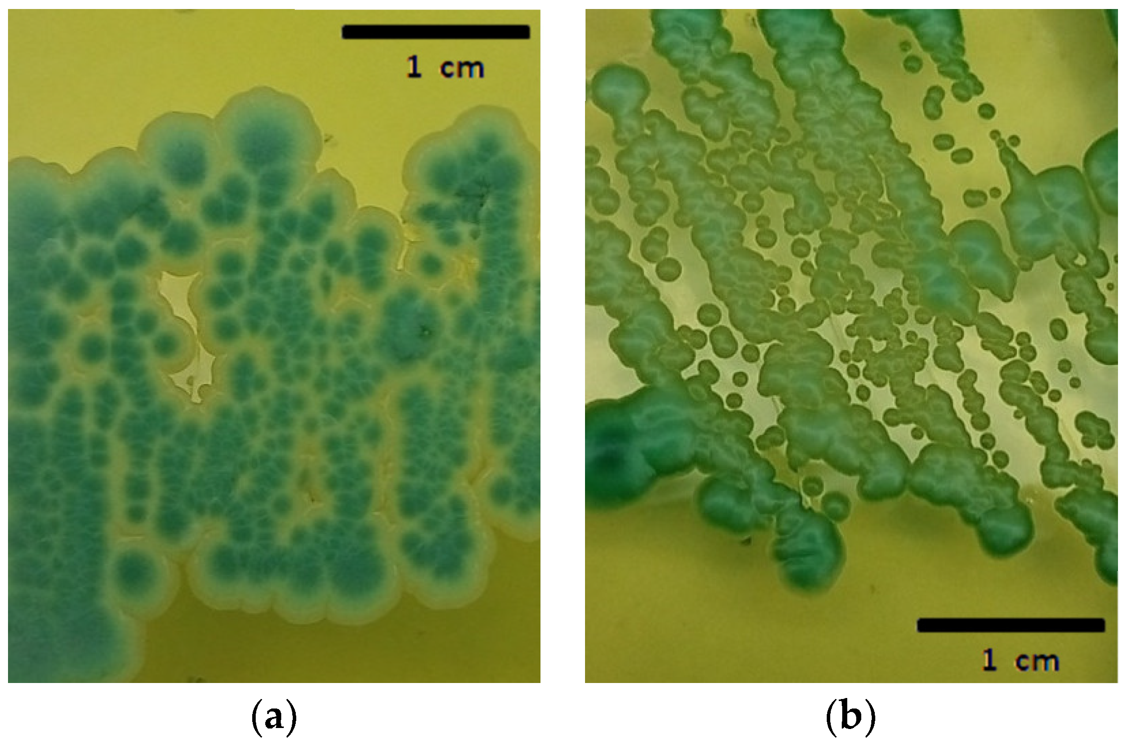Processes 12 01446 g001