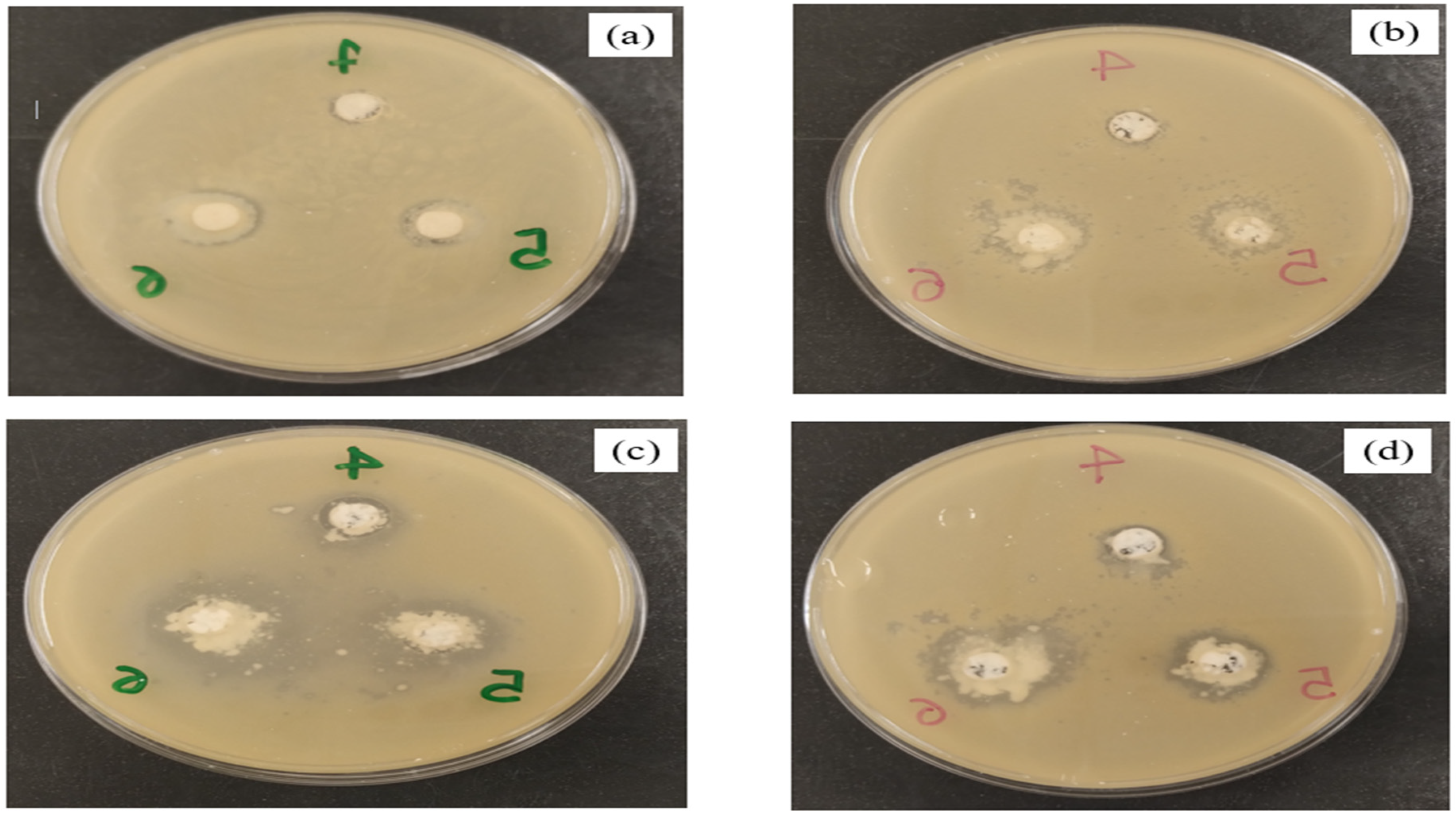 Processes 12 01681 g002