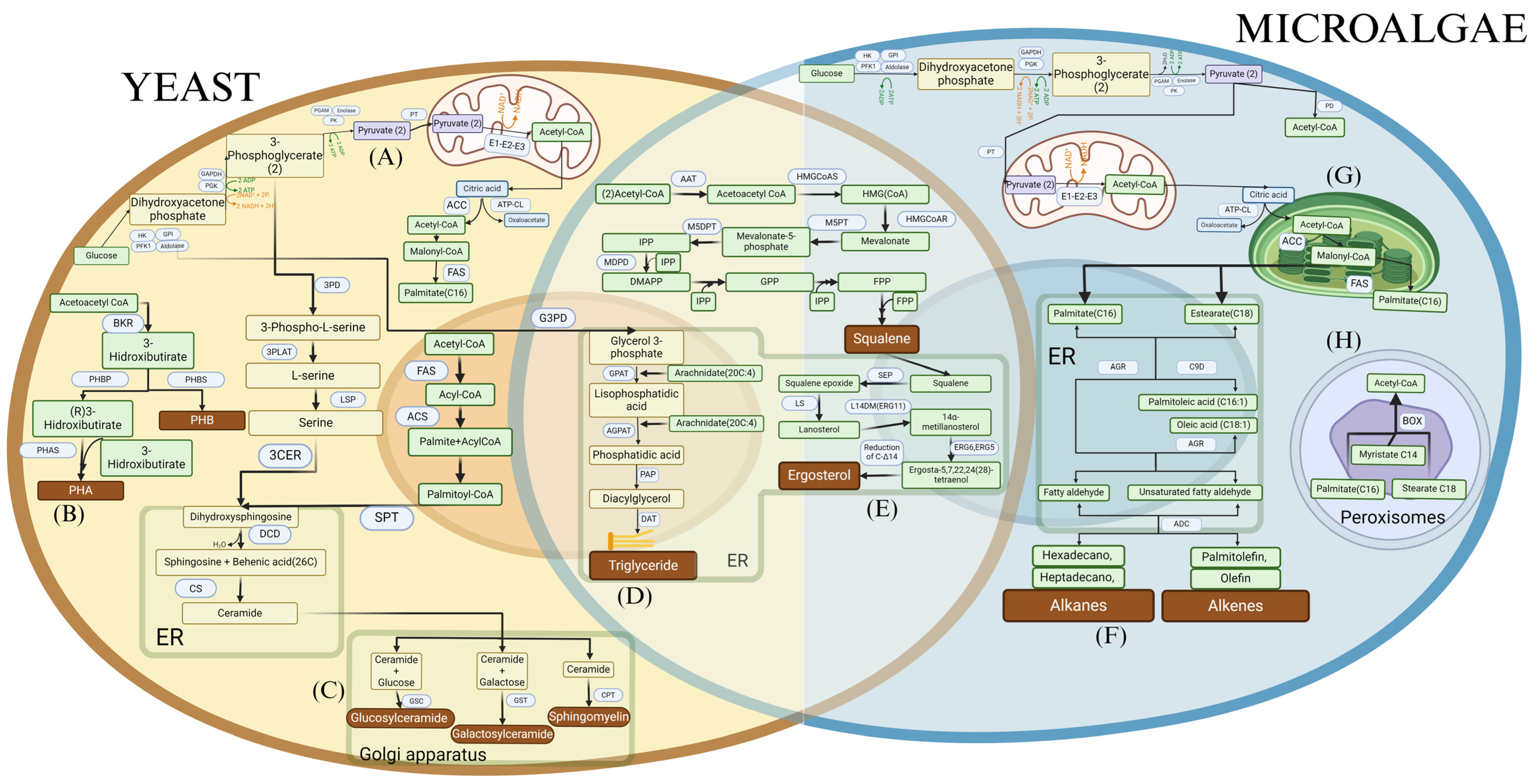 Processes 12 02903 g002