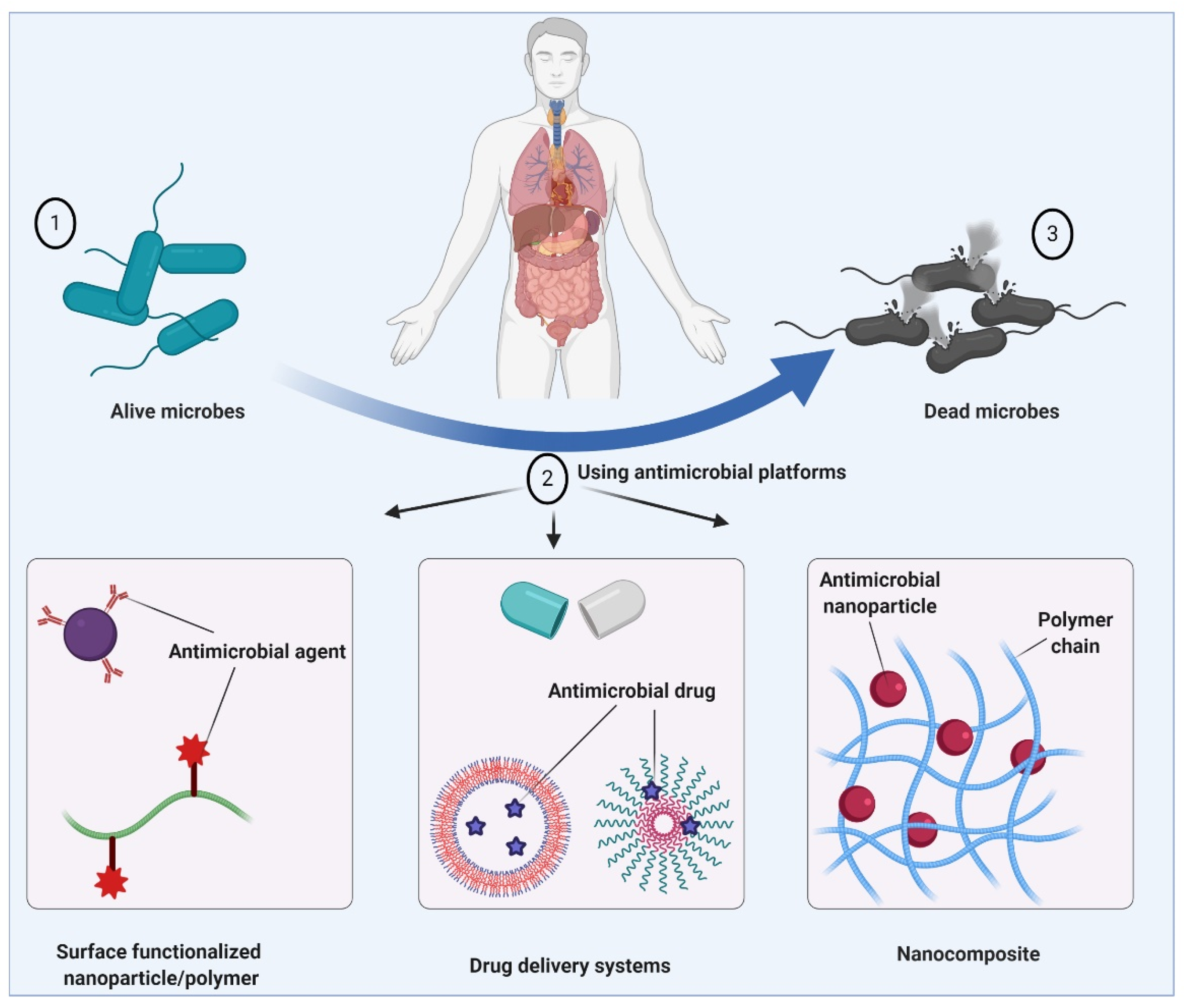 Antimicrobial activity. Nanoparticles for drug delivery.