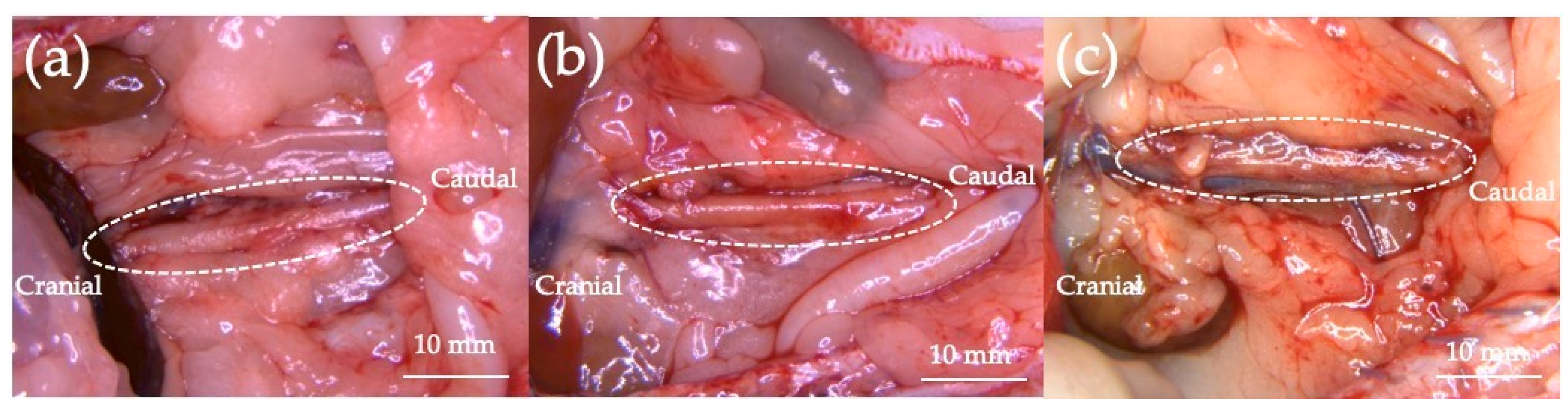 Prosthesis 05 00054 g001 Prosthesis 05 00054 g001