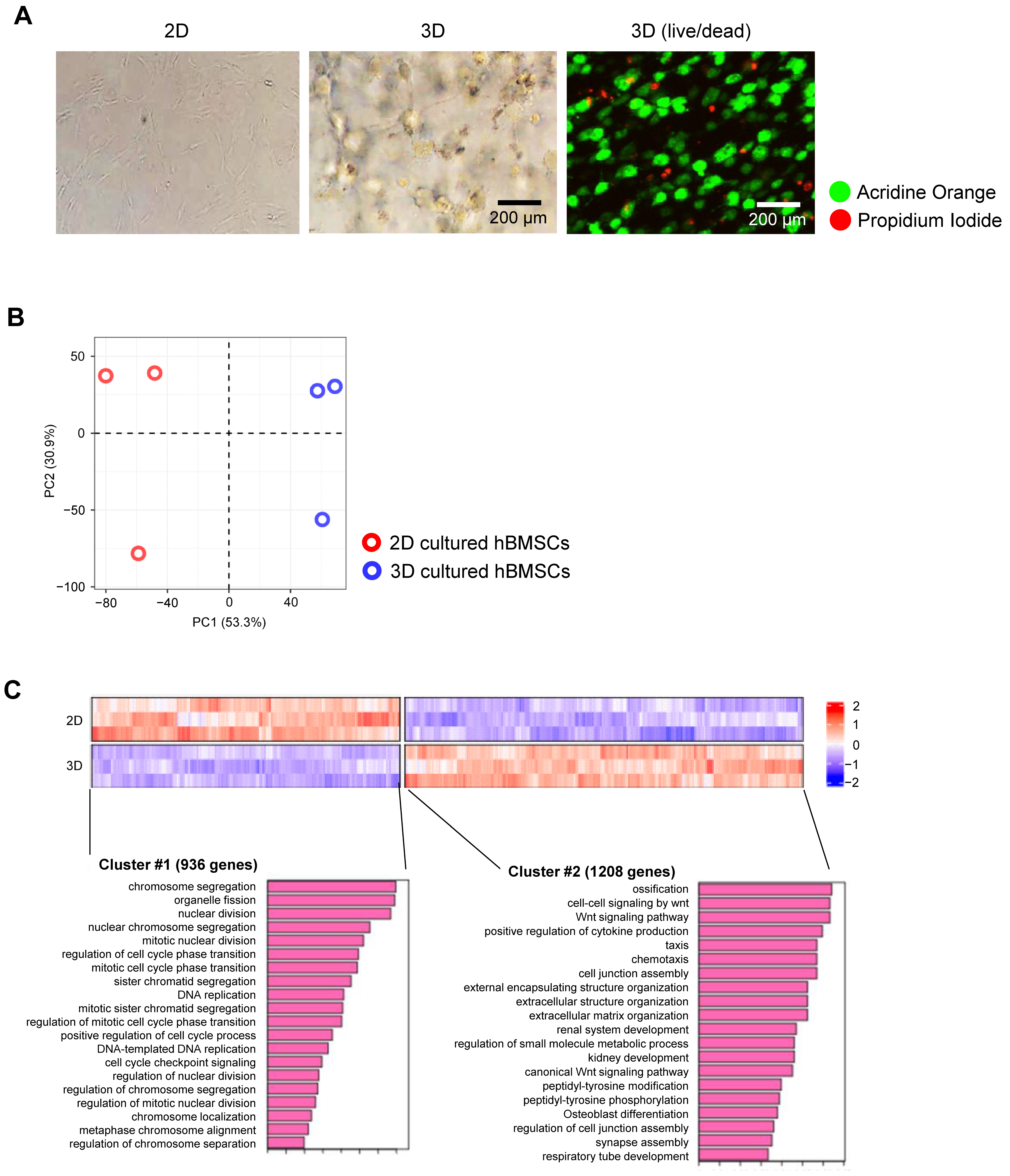 Prosthesis 07 00052 g002