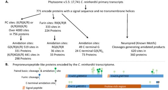 Proteomes Free Full Text Proteases Shape The Chlamydomonas Secretome Comparison To Classical Neuropeptide Processing Machinery Html