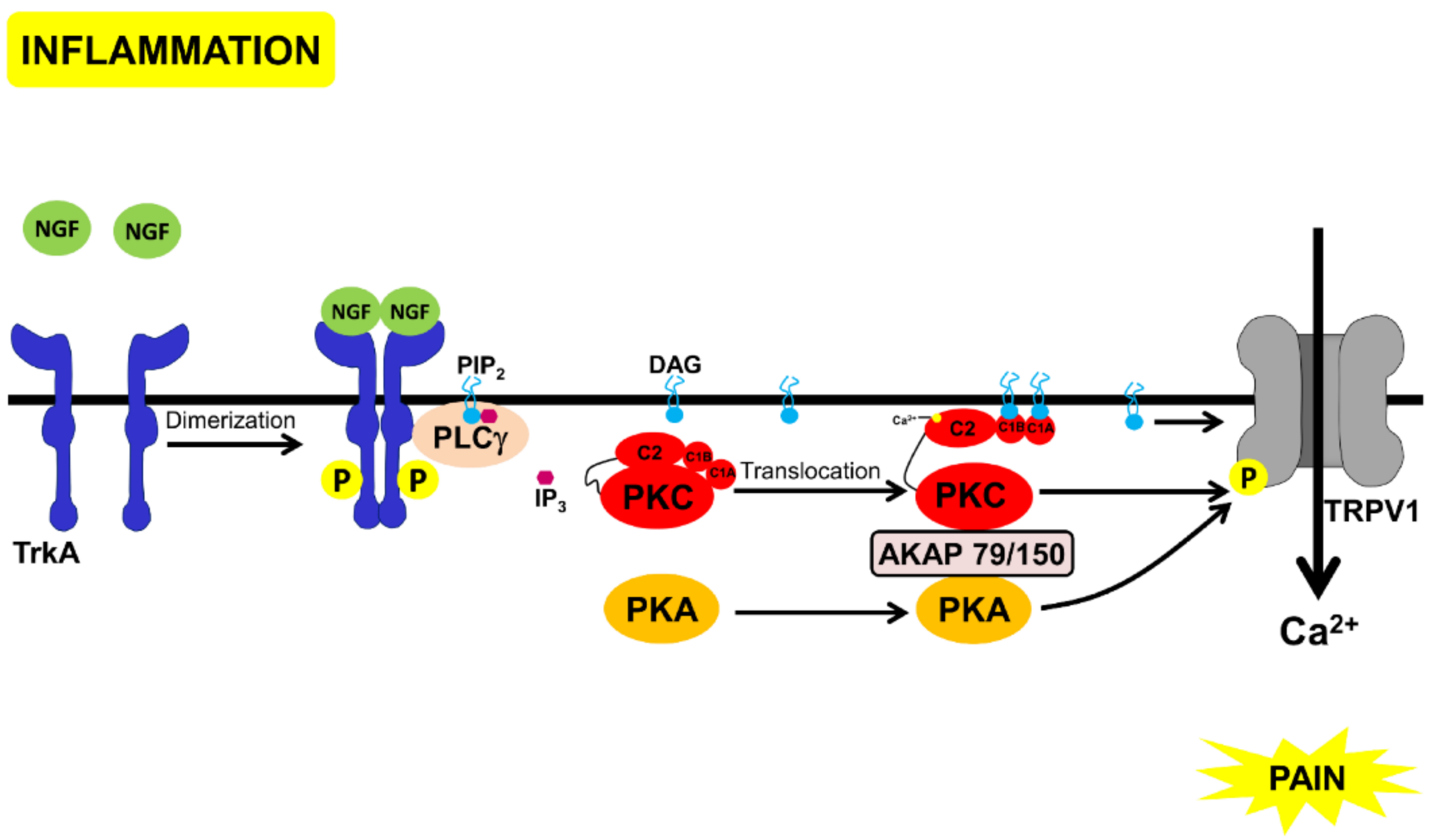 Proteomes | Free Full-Text | Exploring Morphine-Triggered PKC-Targets and  Their Interaction with Signaling Pathways Leading to Pain via TrkA