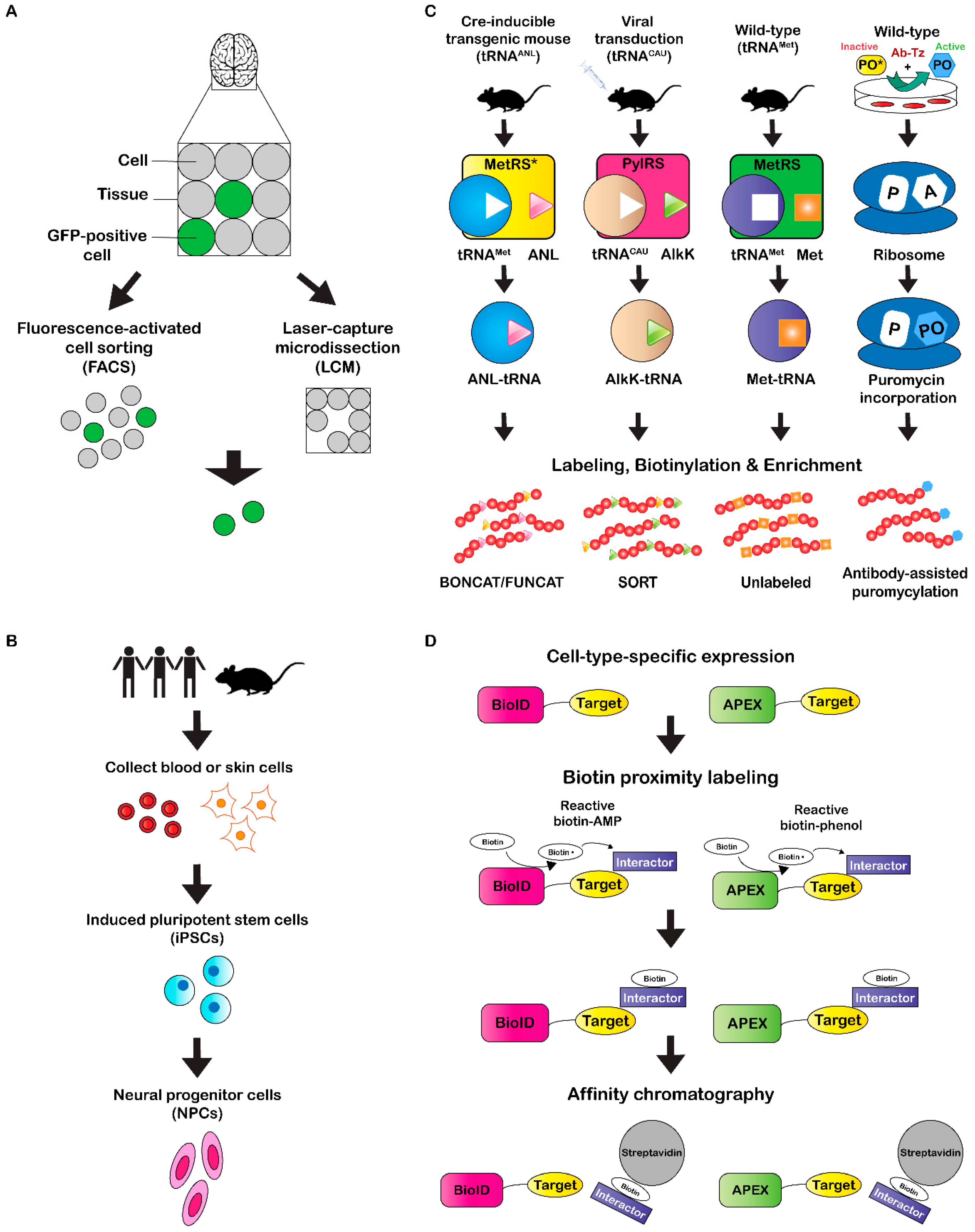 Proteomes | Free Full-Text | Cell-Type-Specific Proteomics: A Neuroscience  Perspective | HTML