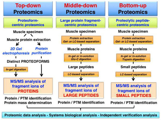 Proteomes | Free Full-Text | Characterization of Contractile Proteins from  Skeletal Muscle Using Gel-Based Top-Down Proteomics | HTML