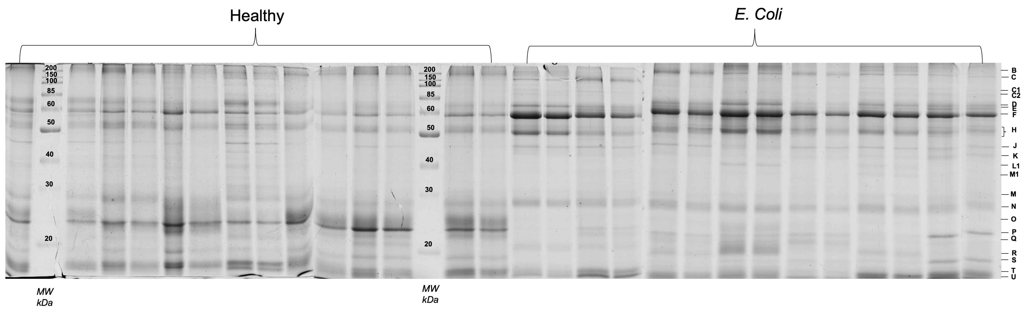 Proteomes 11 00014 g001 Proteomes 11 00014 g001