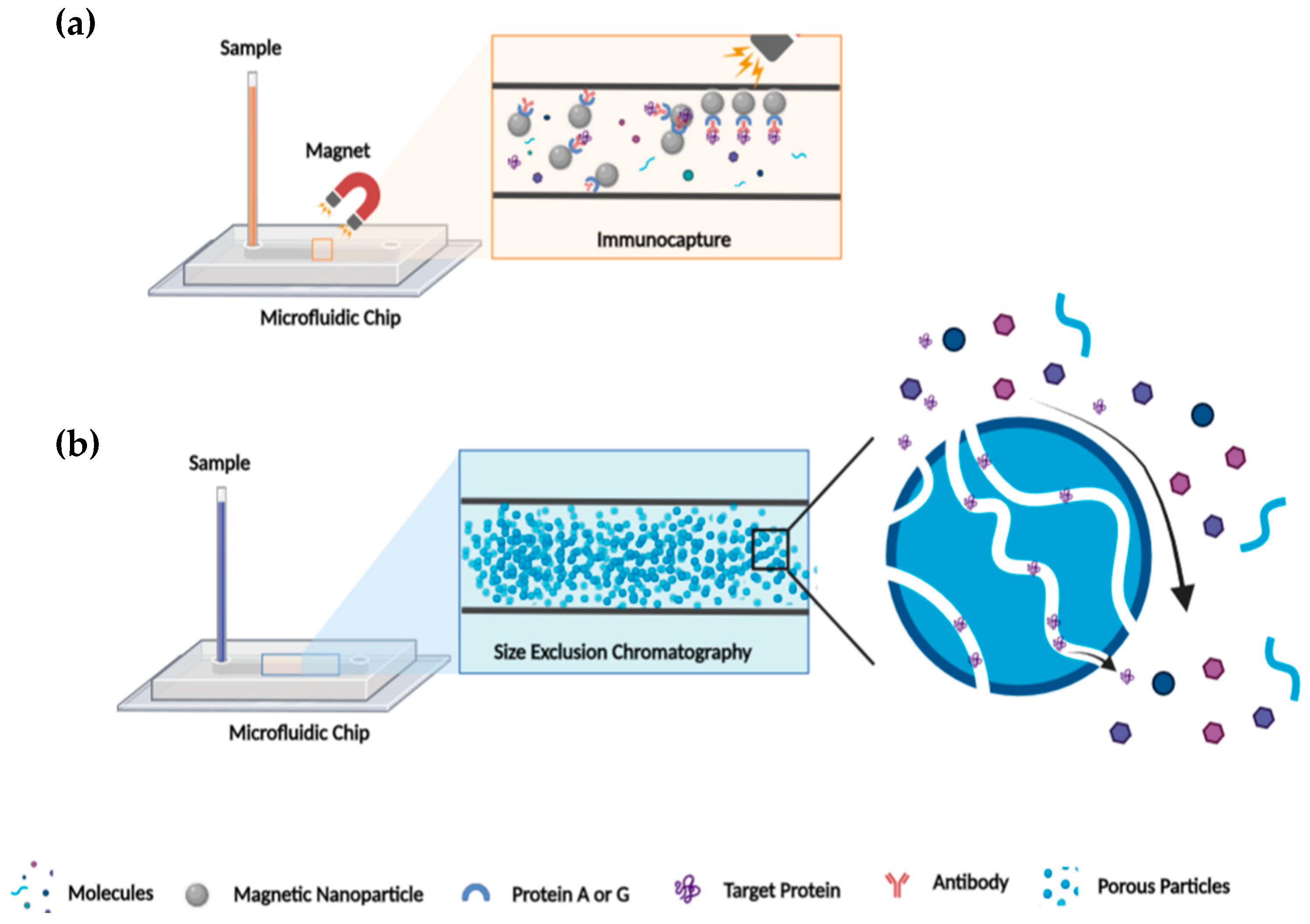 Proteomes 11 00019 g004 Proteomes 11 00019 g004