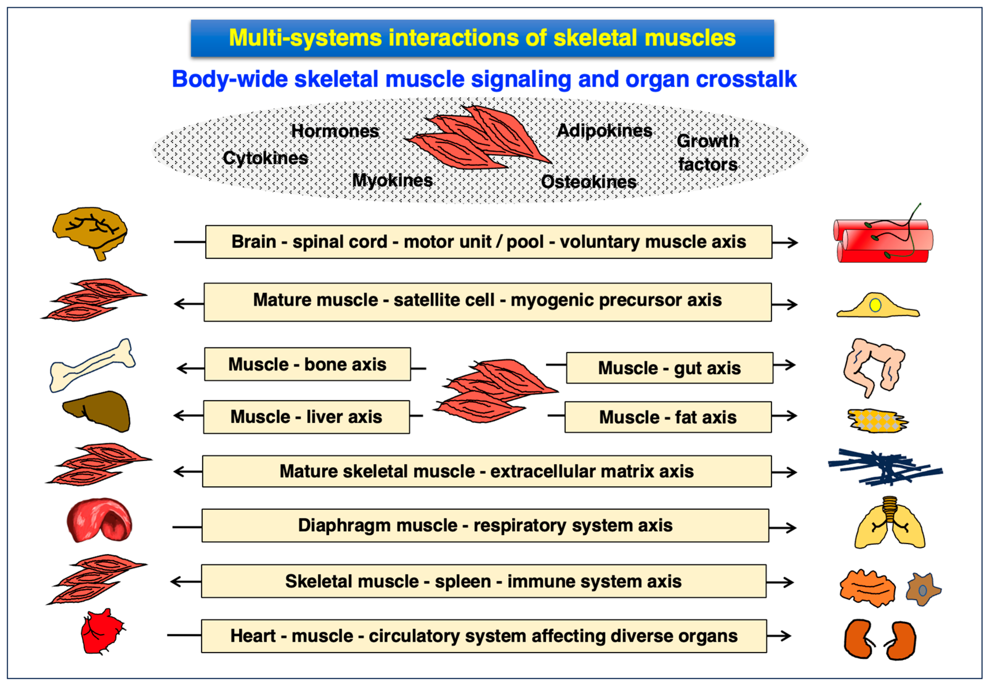 Deep dive into muscle repair yields new strategies to combat Duchenne  muscular dystrophy