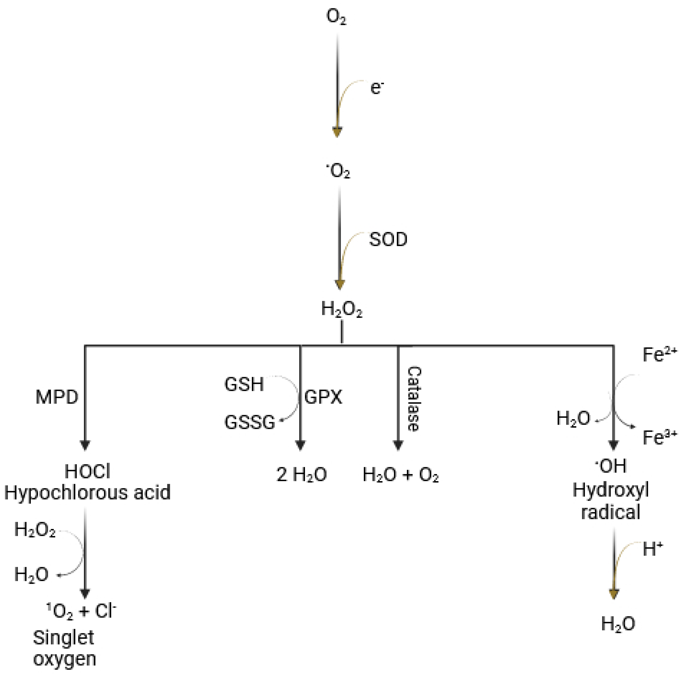Proteomes 13 00021 g001 Proteomes 13 00021 g001