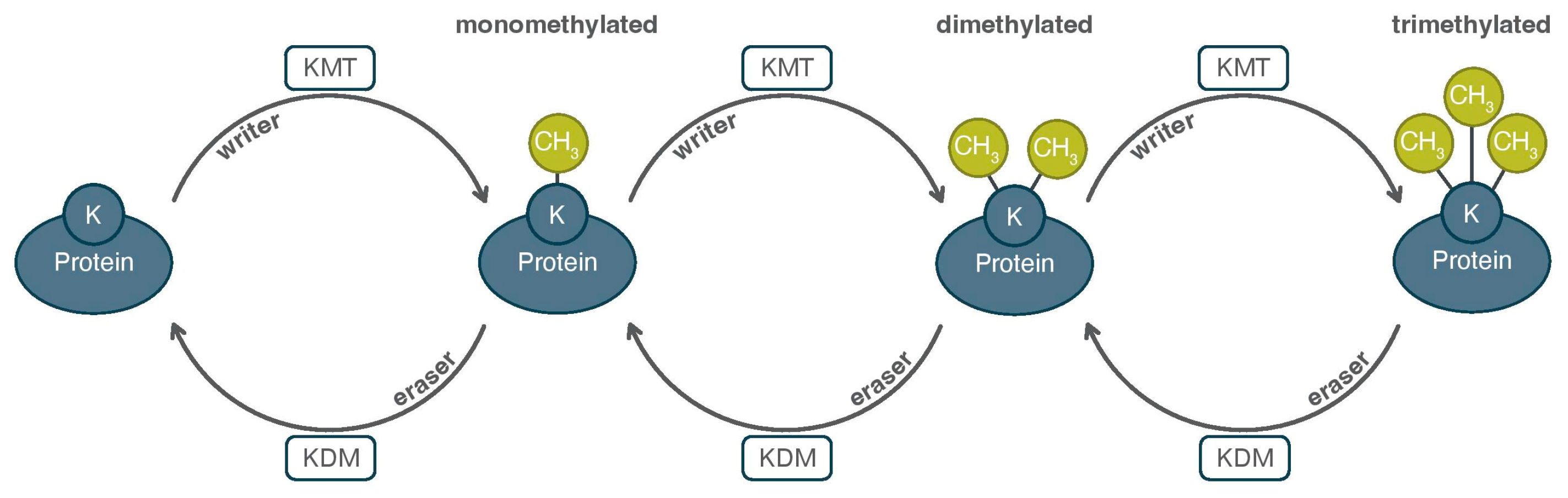 Proteomes 13 00037 g002 Proteomes 13 00037 g002