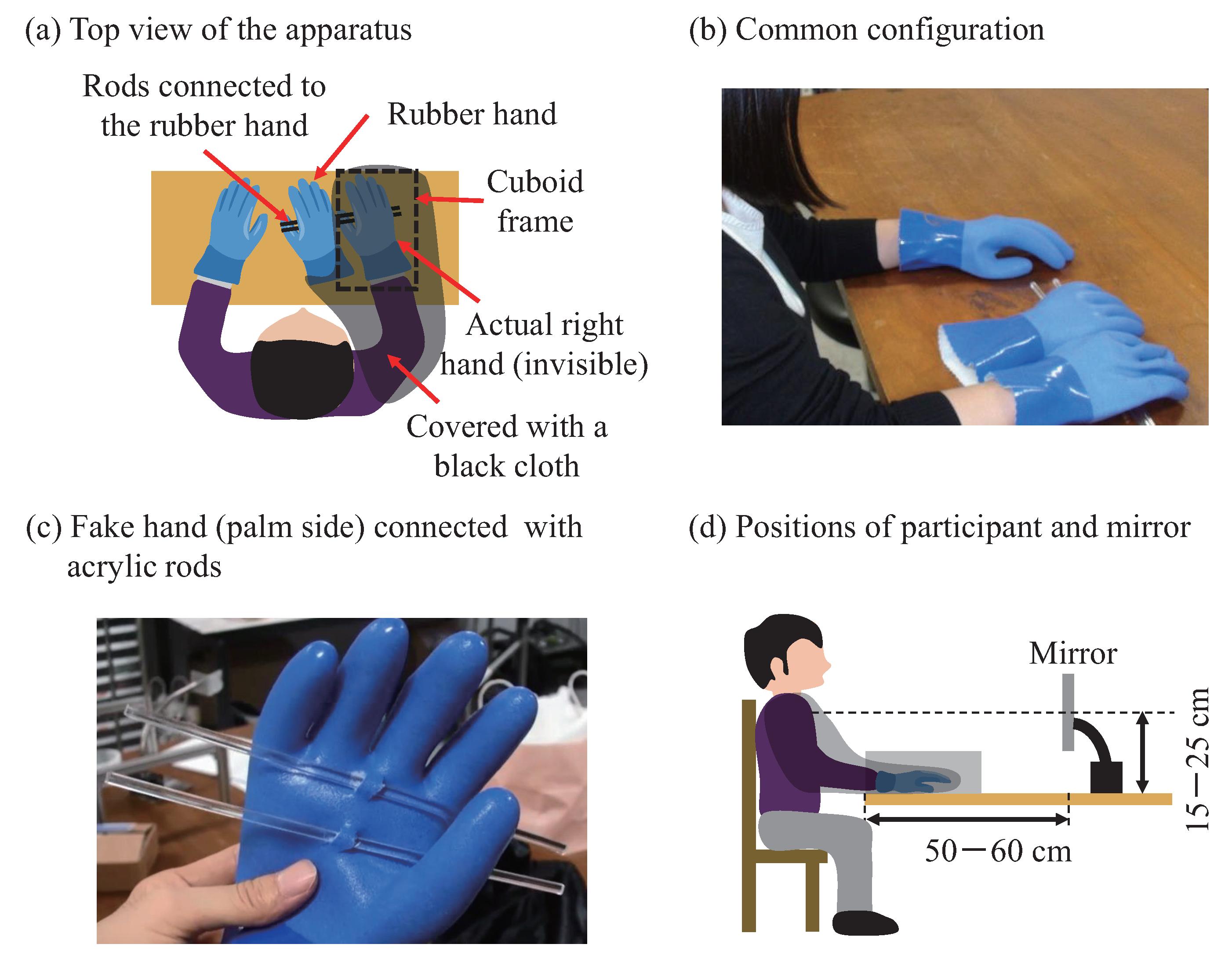 Psych | Free Full-Text | Self-Body Recognition through a Mirror: Easing  Spatial-Consistency Requirements for Rubber Hand Illusion