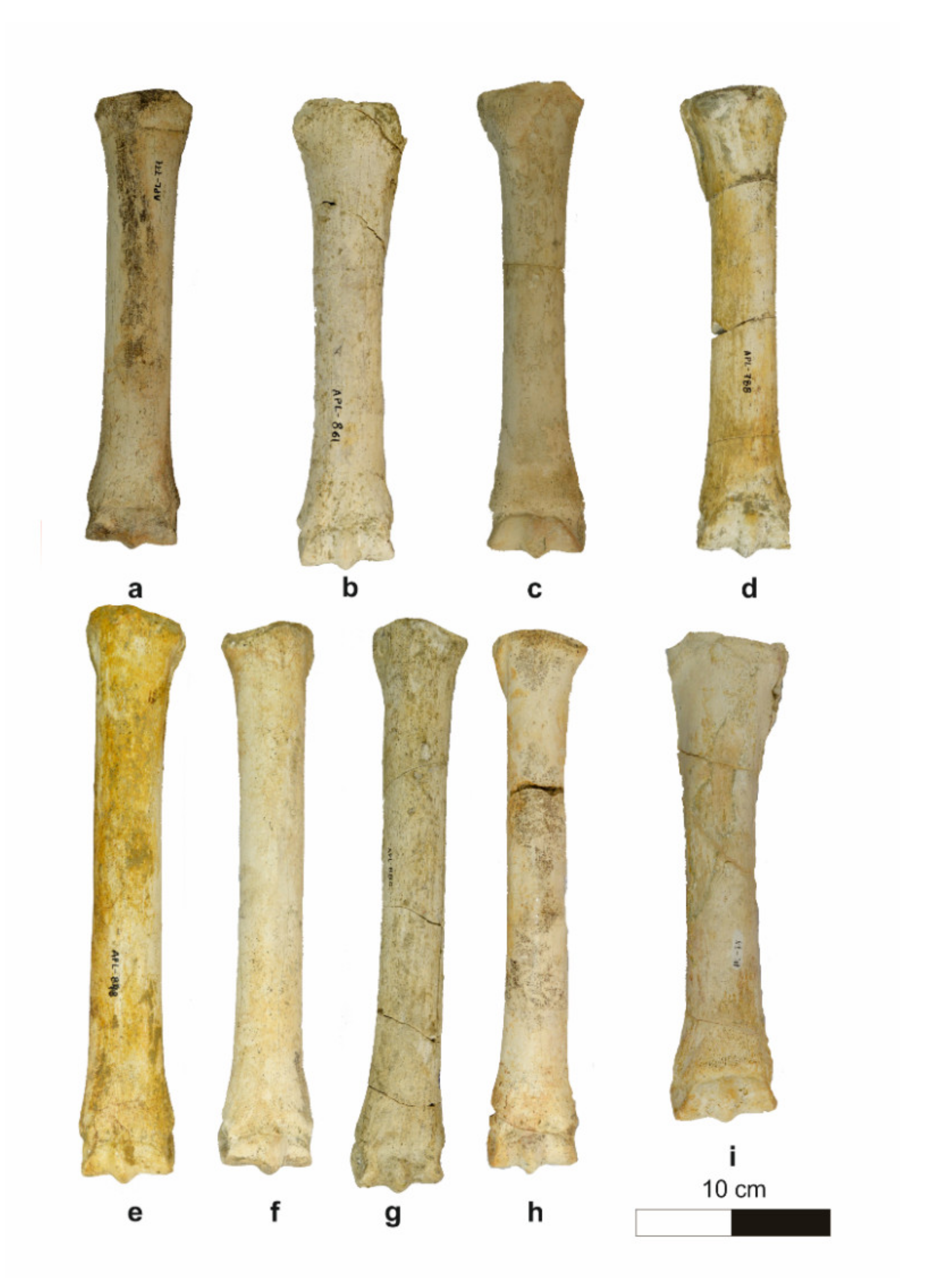 Quaternary | Free Full-Text | Reconsidering the Equids from the Early  Pleistocene Fauna of Apollonia 1 (Mygdonia Basin, Greece) | HTML