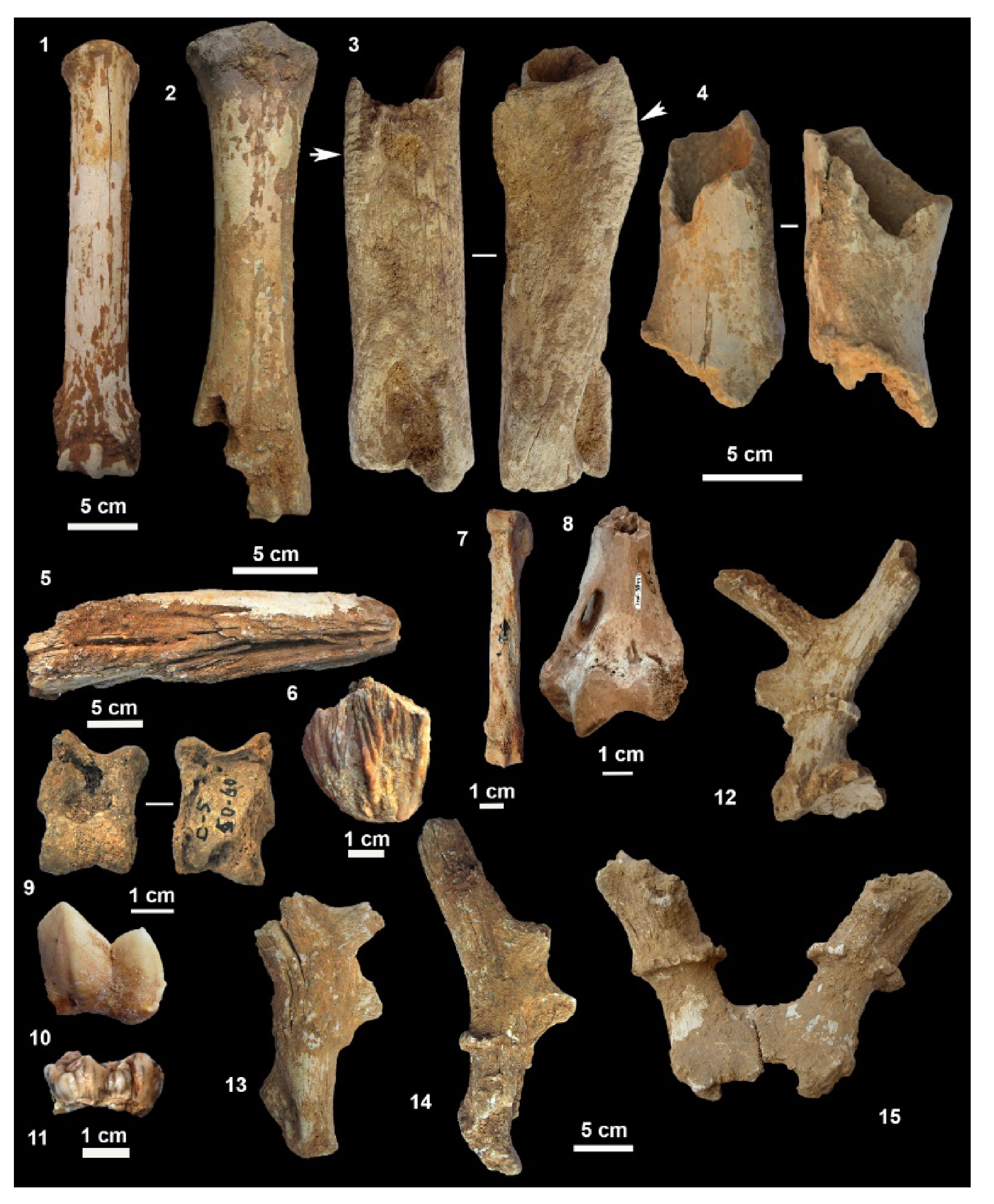Quaternary | Free Full-Text | Neanderthal Fossils, Mobile Toolkit and a  Hyena Den: The Archaeological Assemblage of Lateral Gallery 1 in Cova Del  Gegant (NE Iberian Peninsula) | HTML