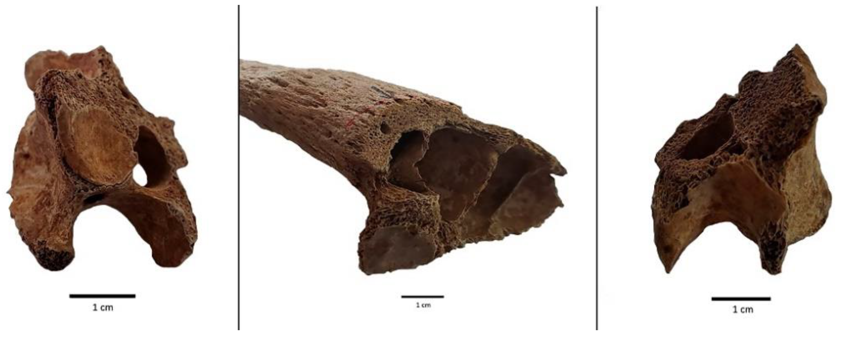 Early Humans Used Chopping Tools to Break Animal Bones & Consume the Bone  Marrow