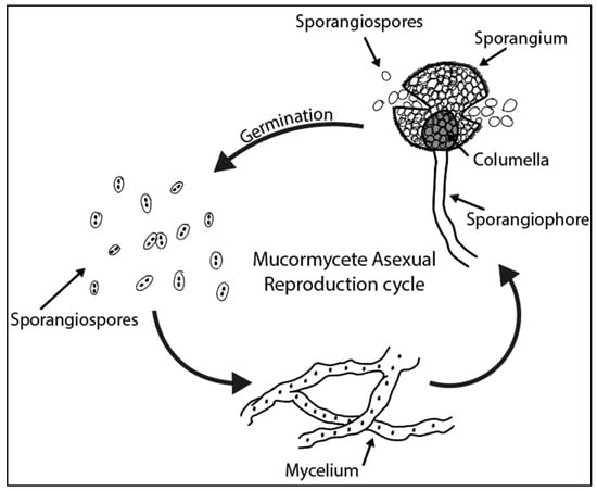 Quaternary | Free Full-Text | On the Use of Spores of Coprophilous ...