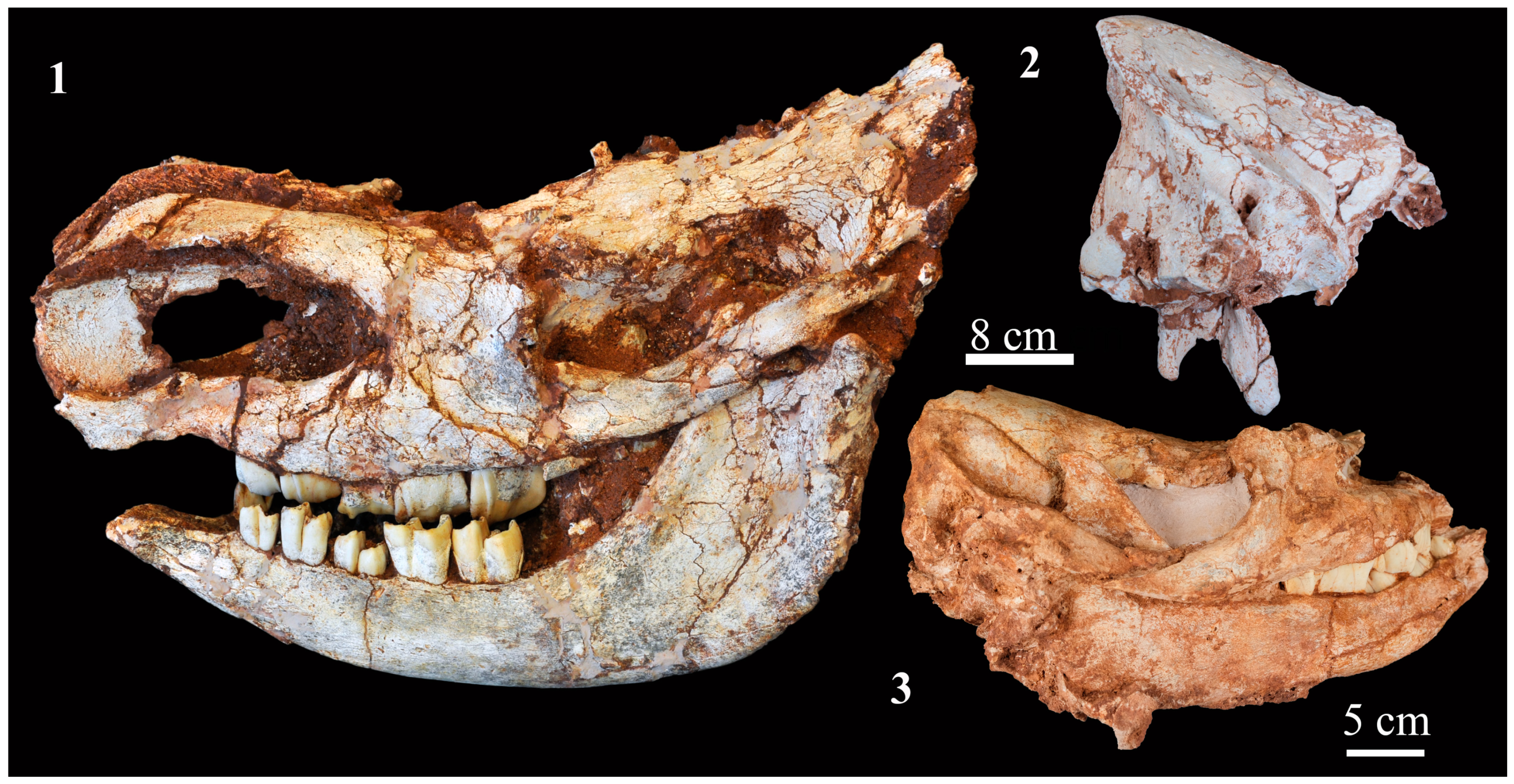 Quaternary 06 00060 g002 Quaternary 06 00060 g002