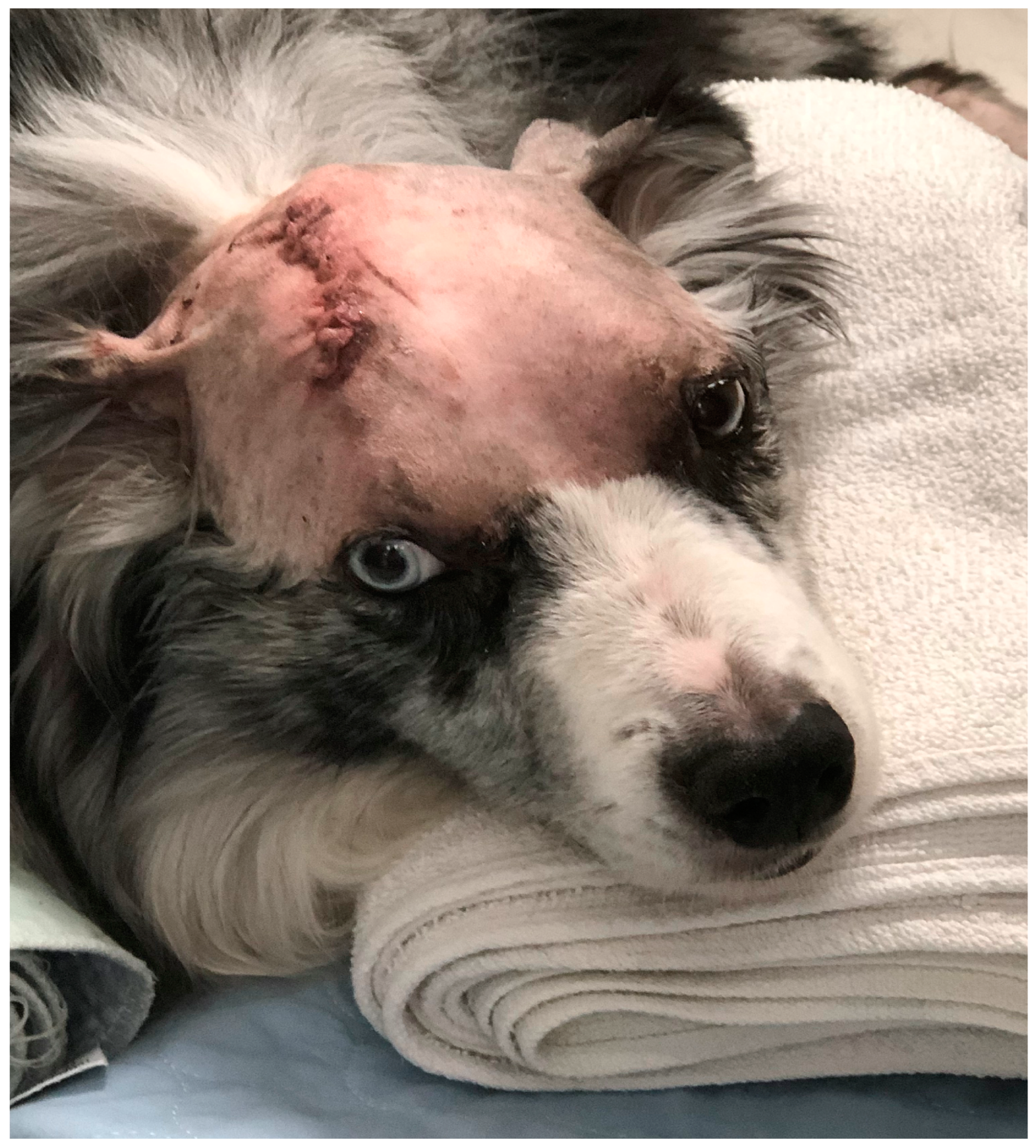 Radiation 05 00013 g005