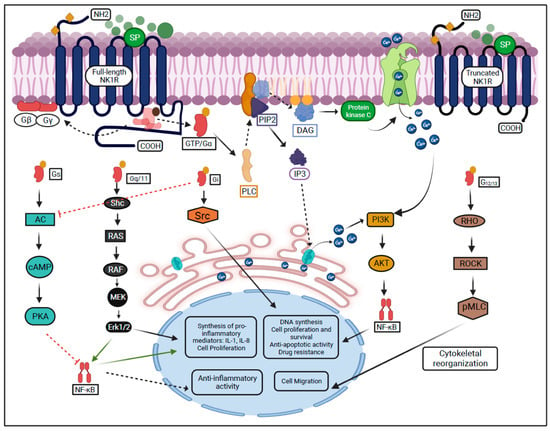 Receptors | Free Full-Text | The NK-1 Receptor Signaling: Distribution ...