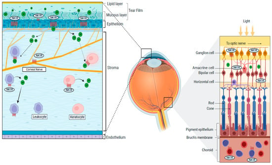 Receptors | Free Full-Text | The NK-1 Receptor Signaling: Distribution ...