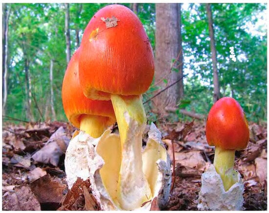 Religions | Free Full-Text | Griby i Mukhi: A Historical Contextualization  of the Esoteric Mushroom Religion of Moscow Conceptualism: Fungal Erotic  Imagery of Entheogens and Insects