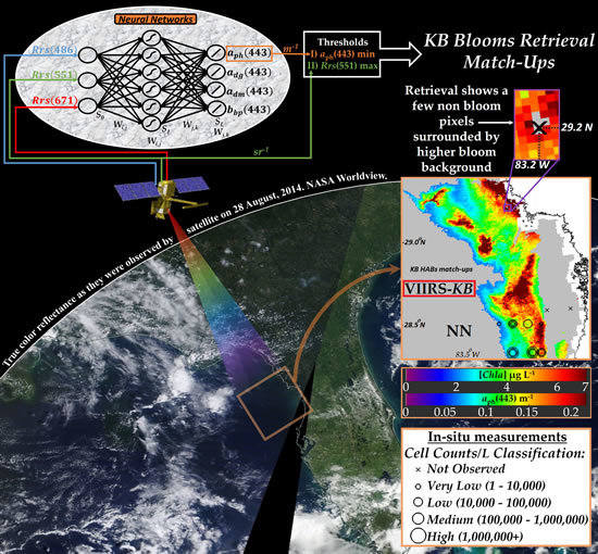 Remote Sensing Free Full Text Satellite Retrievals Of Karenia Brevis Harmful Algal Blooms In The West Florida Shelf Using Neural Networks And Comparisons With Other Techniques Html