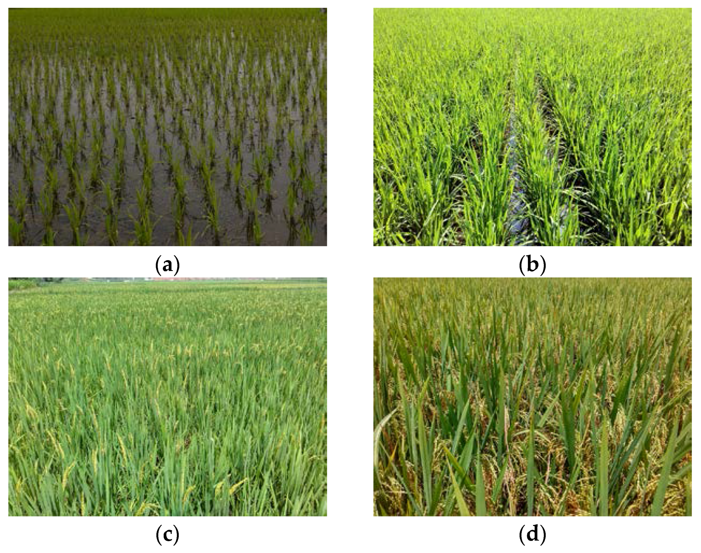 Remotesensing 10 00340 g002 Remotesensing 10 00340 g002