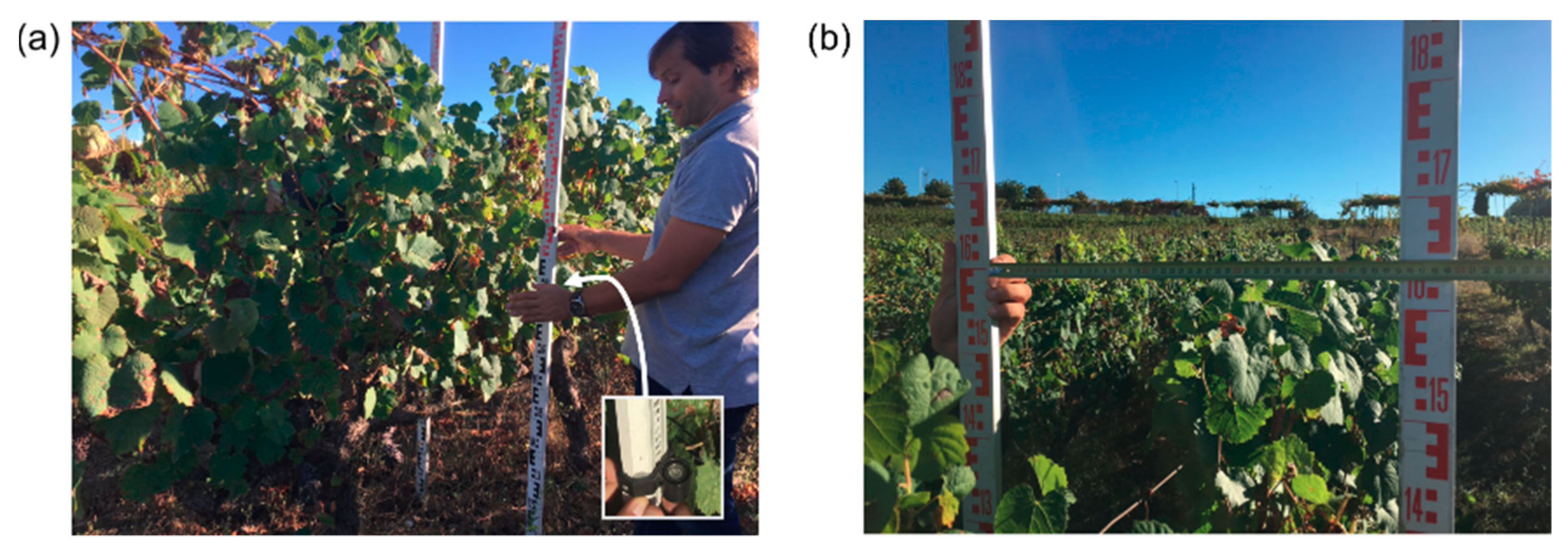 Webinar Vineyard monitoring with remote sensing data for