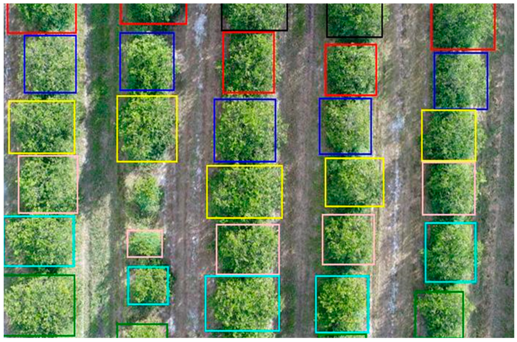 Уровень поля. Colour Imaging in Plant Phenotyping. Multispectral System for Cultural Heritage. Launch of the 3 billion Trees Counter for individuals. RGB near ir far ir Imaging in Plant Phenotyping.