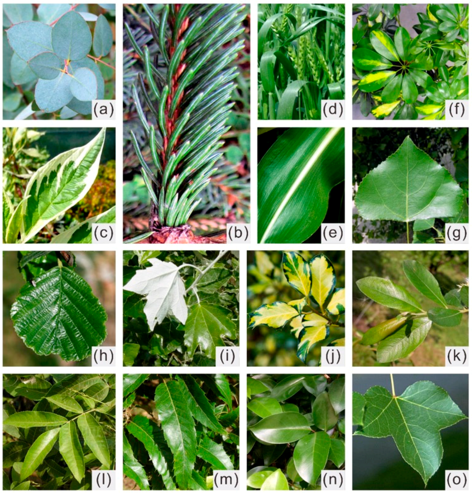 Remotesensing 11 01572 g0a1