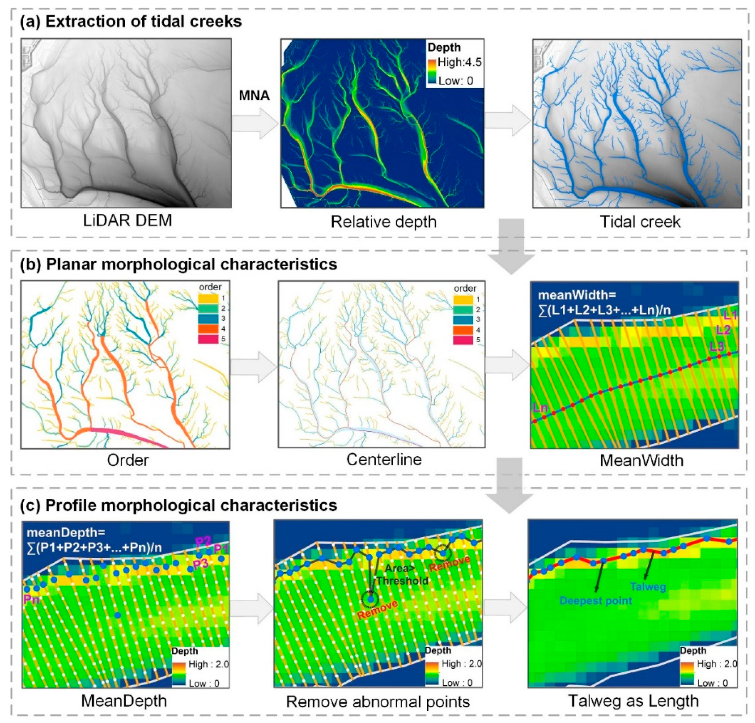 Frontiers  Functional and Morphological Characterization of Small