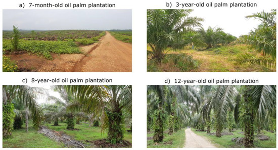 Remote Sensing | Free Full-Text | Oil Palm (Elaeis guineensis) Mapping with  Details: Smallholder versus Industrial Plantations and their Extent in  Riau, Sumatra | HTML