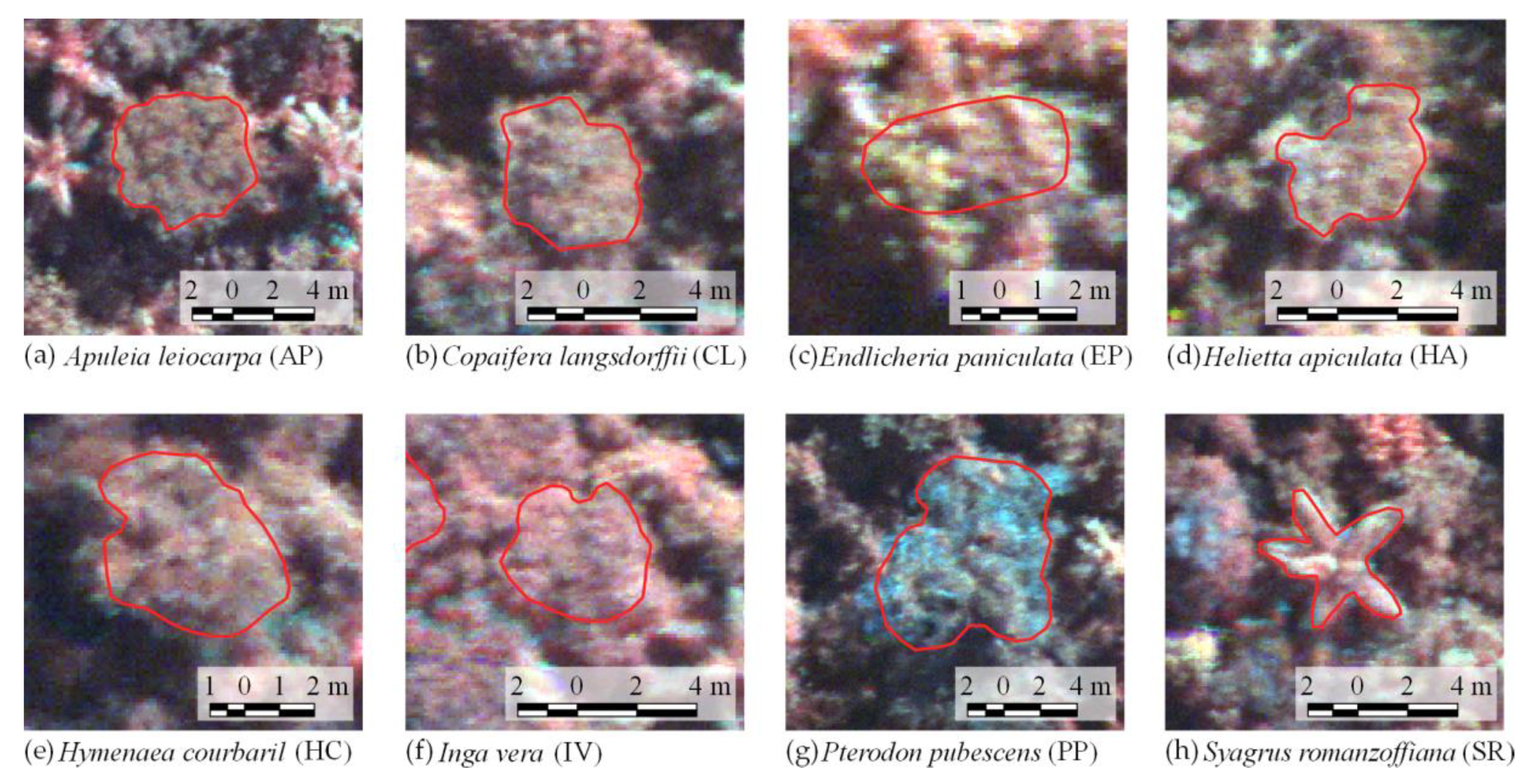 Remote Sensing Free Full Text Evaluation Of Hyperspectral Multitemporal Information To Improve Tree Species Identification In The Highly Diverse Atlantic Forest Html