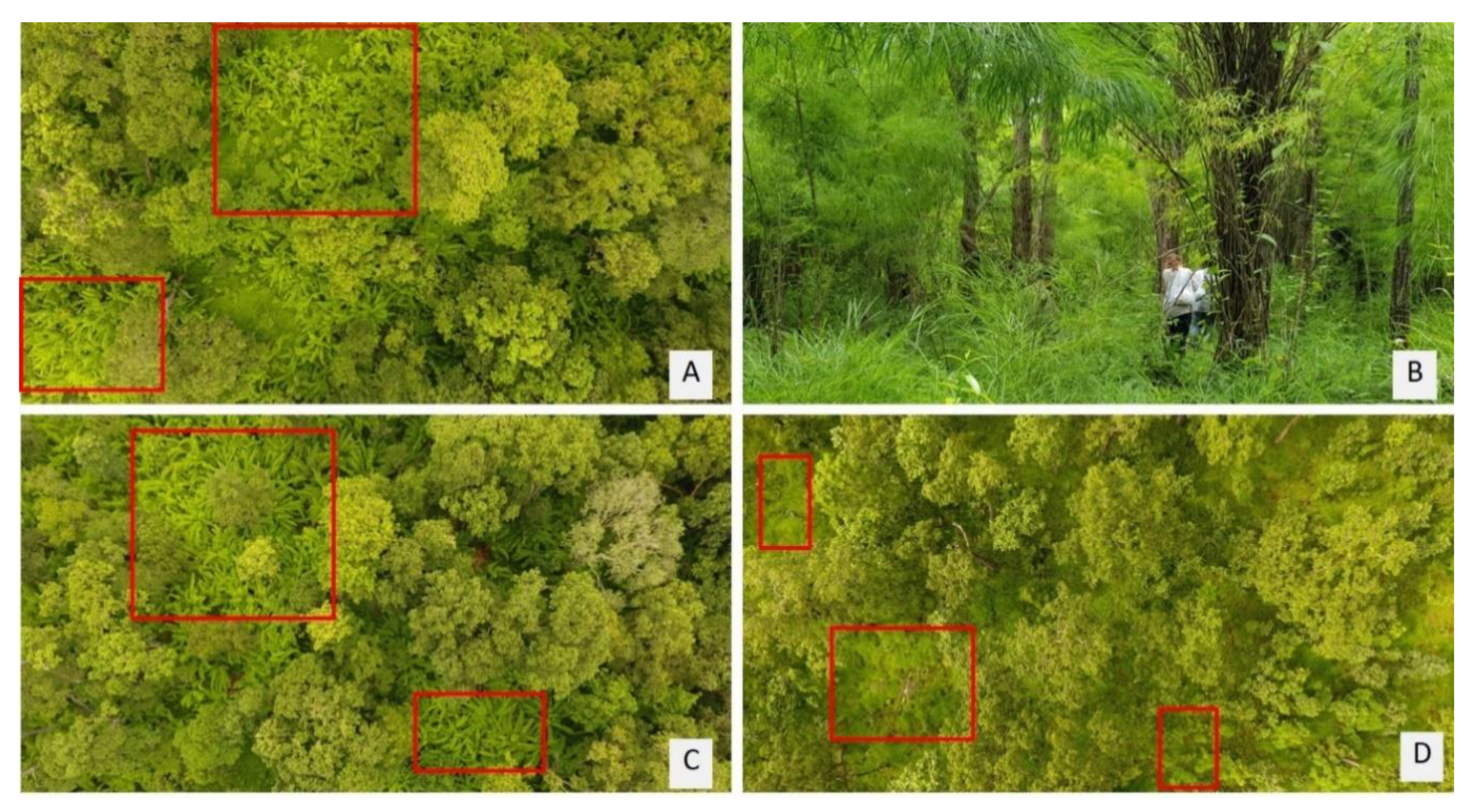 Remote Sensing Free Full Text Mapping The Natural Distribution Of Bamboo And Related Carbon Stocks In The Tropics Using Google Earth Engine Phenological Behavior Landsat 8 And Sentinel 2 Html