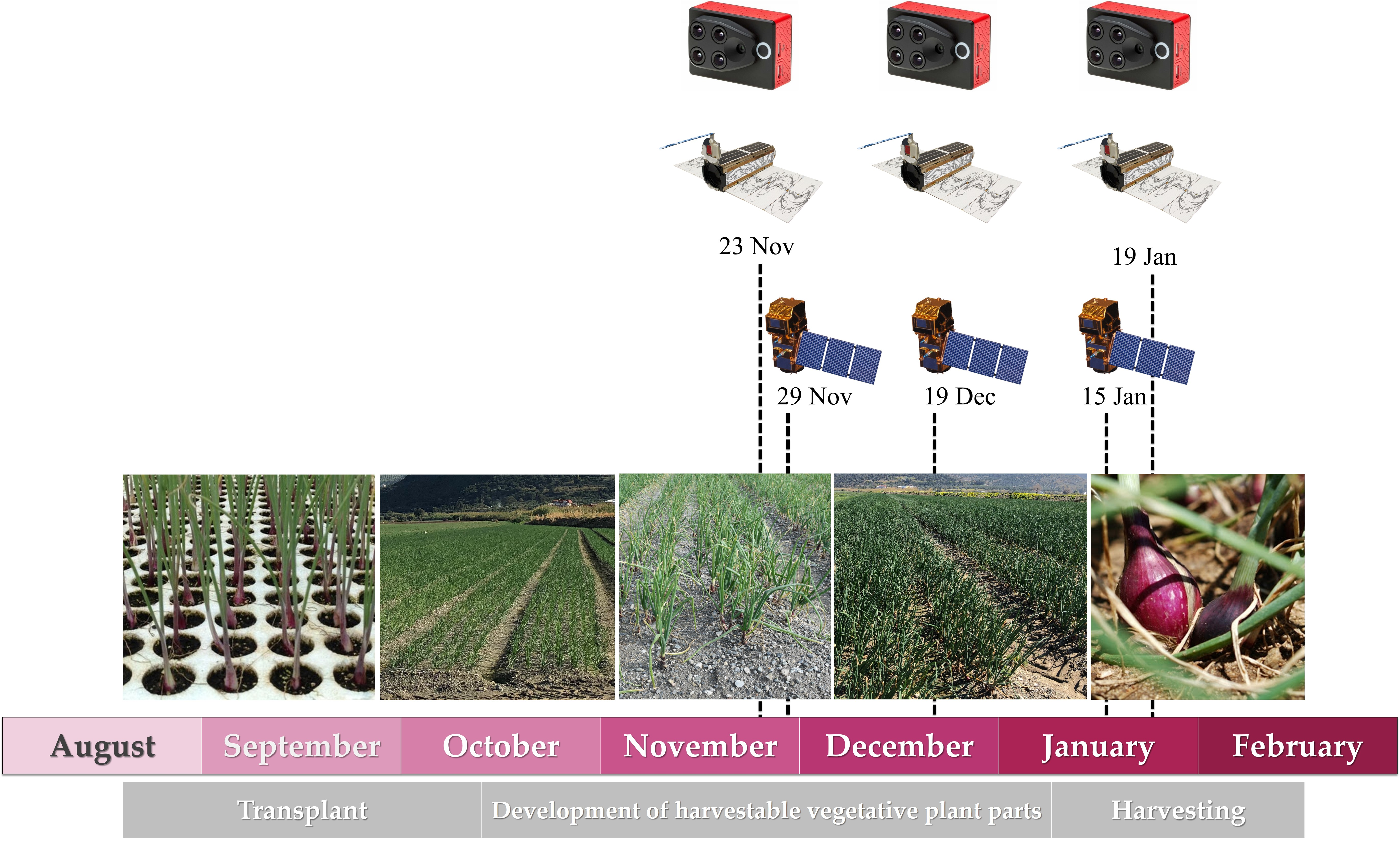 Remote Sensing Free Full Text A Comparison Of Uav And Satellites Multispectral Imagery In Monitoring Onion Crop An Application In The Cipolla Rossa Di Tropea Italy Html