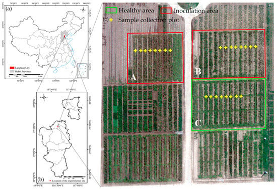 Remote Sensing Free Full Text Wheat Yellow Rust Detection Using Uav Based Hyperspectral Technology Html