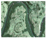 Remotesensing 13 00229 i012 Remotesensing 13 00229 i012