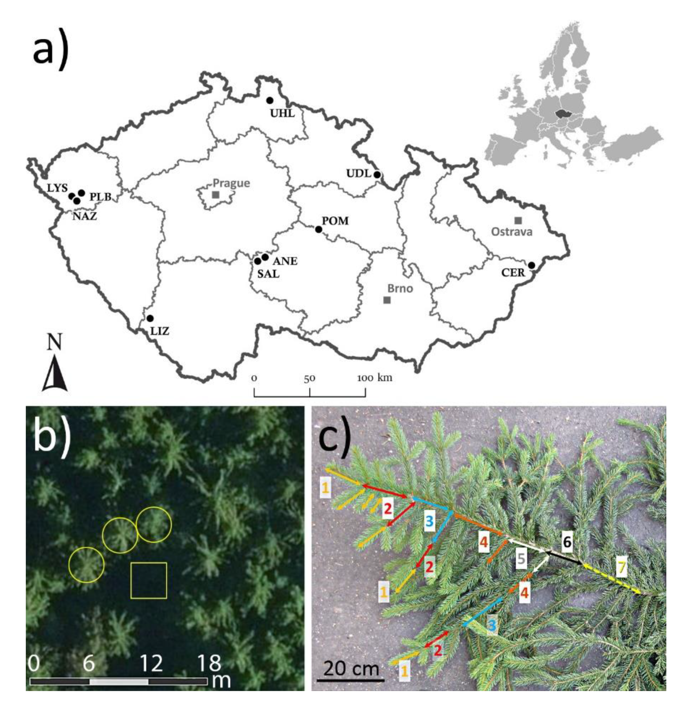 Remote Sensing | Free Full-Text | Foliage Biophysical Trait Prediction from  Laboratory Spectra in Norway Spruce Is More Affected by Needle Age Than by  Site Soil Conditions