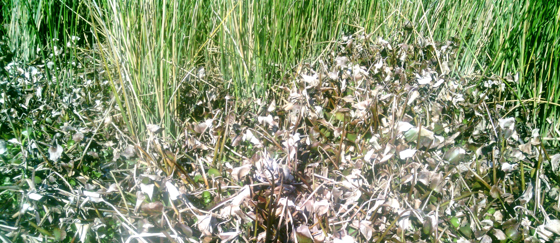 Remotesensing 13 00582 g009 Remotesensing 13 00582 g009