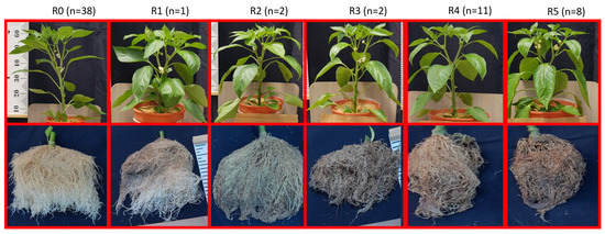 Remote Sensing | Free Full-Text | Pepper Plants Leaf Spectral Reflectance  Changes as a Result of Root Rot Damage