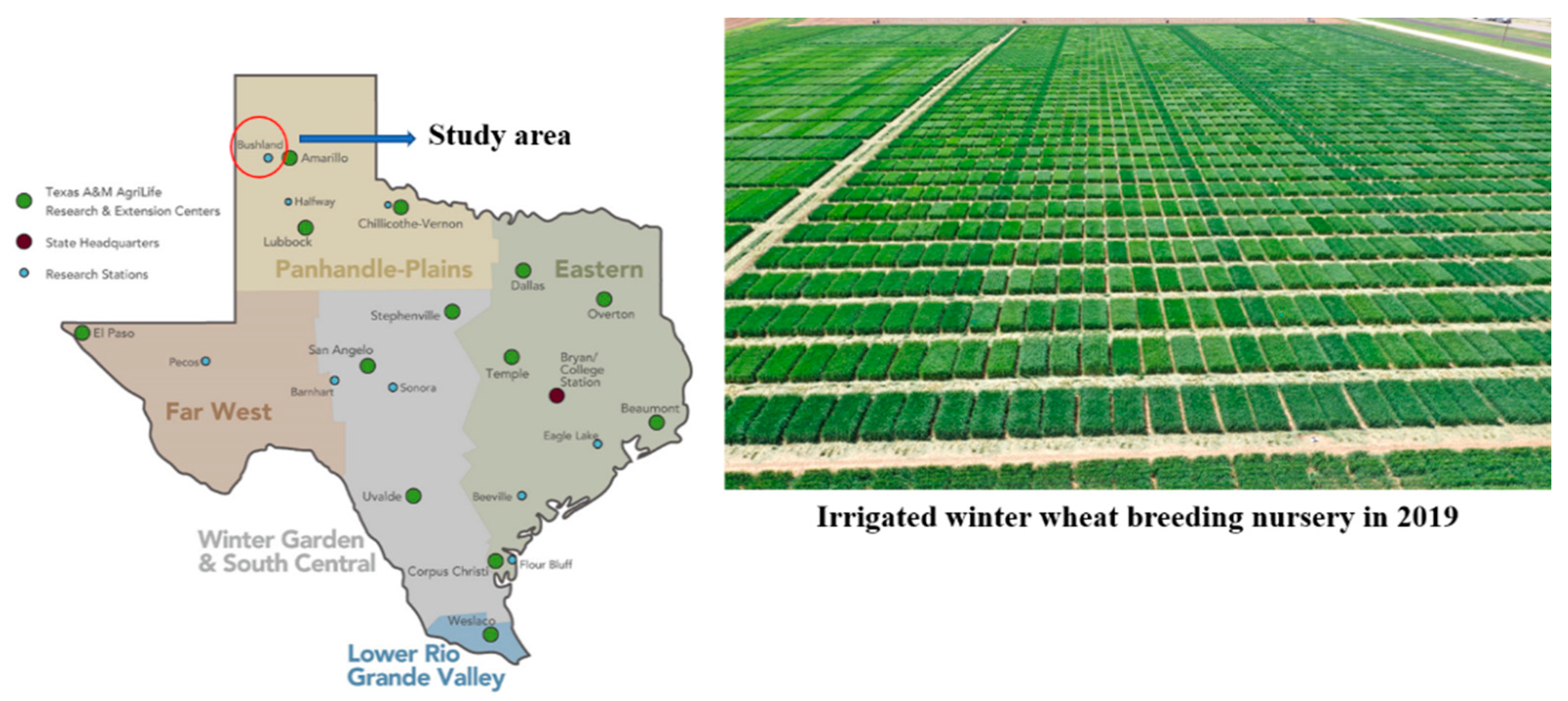 Remote Sensing | Free Full-Text | Assessing the Effect of Drought on Winter  Wheat Growth Using Unmanned Aerial System (UAS)-Based Phenotyping