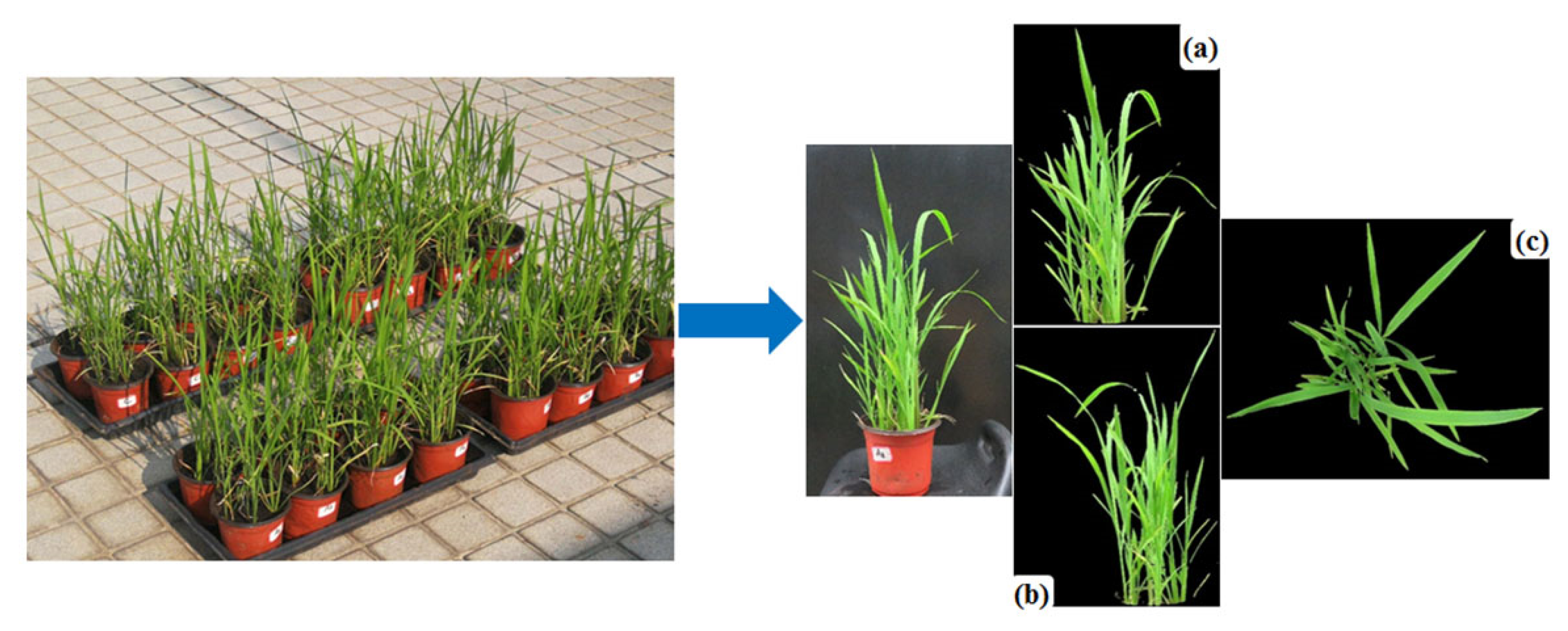 Remotesensing 13 01785 g002 Remotesensing 13 01785 g002