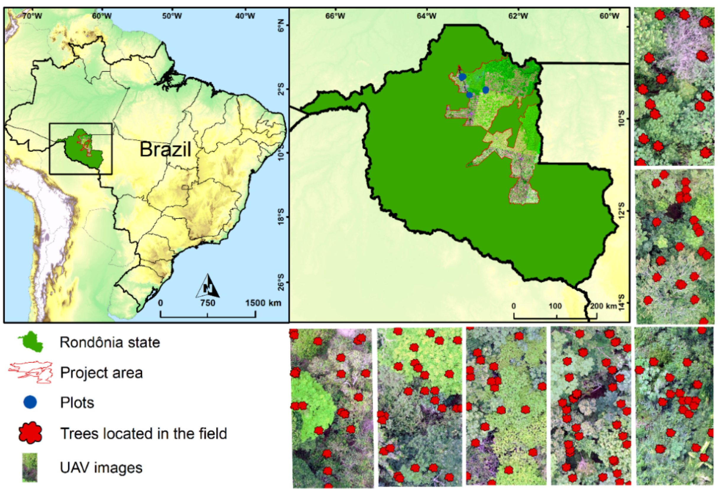 Remote Sensing | Free Full-Text | Towards Amazon Forest Restoration:  Automatic Detection of Species from UAV Imagery
