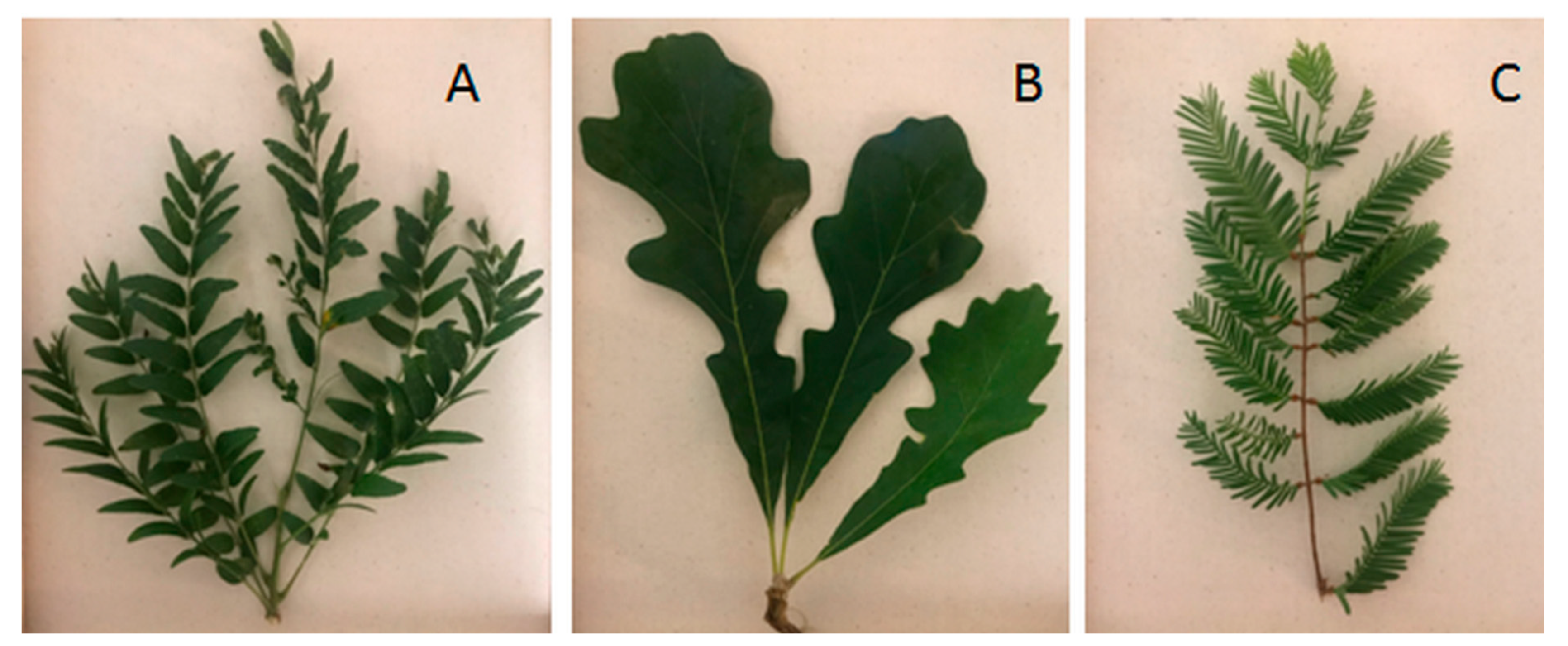 LeWoS: A universal leaf‐wood classification method to facilitate the 3D  modelling of large tropical trees using terrestrial LiDAR - Wang - 2020 -  Methods in Ecology and Evolution - Wiley Online Library