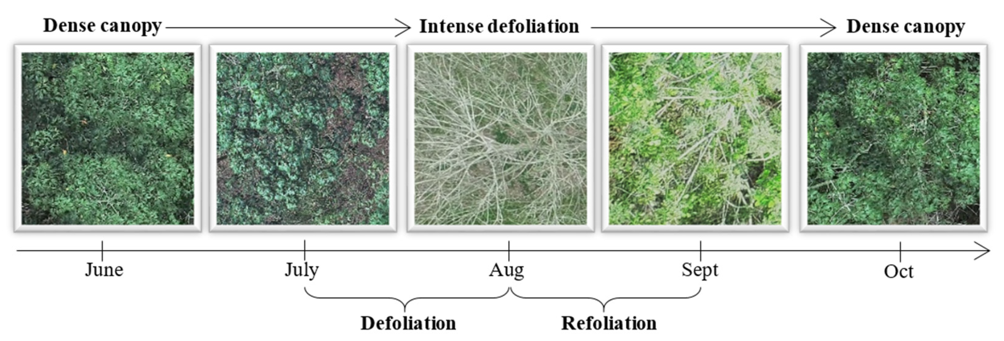 Remotesensing 13 02932 g002